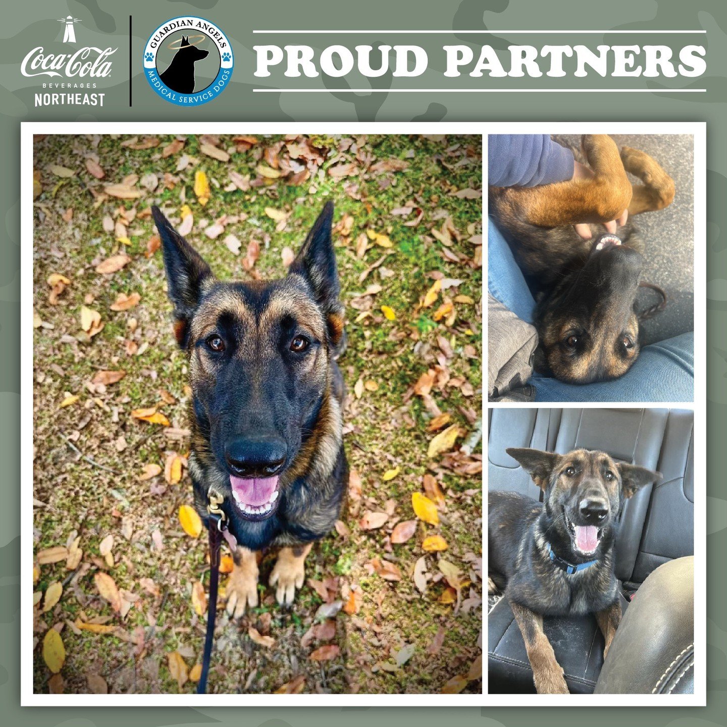 We are happy to share another &ldquo;Pupdate&rdquo; on Barqs, the medical service dog that Coke Northeast is sponsoring through Guardian Angels Medical Service Dogs.

Barqs is just over a year old and getting closer to being paired with her human! Ov