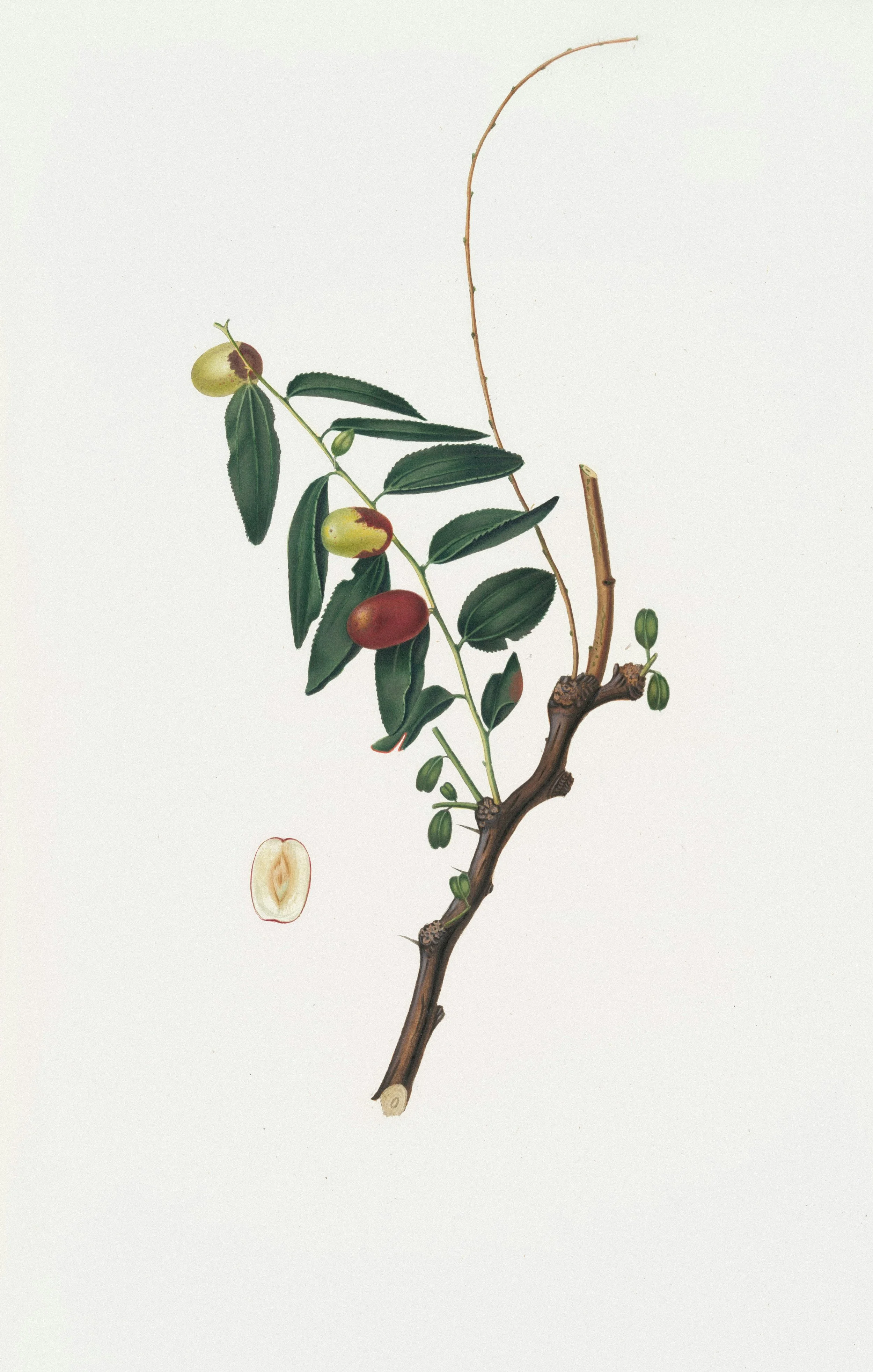 Te de datil rojo y goji berry