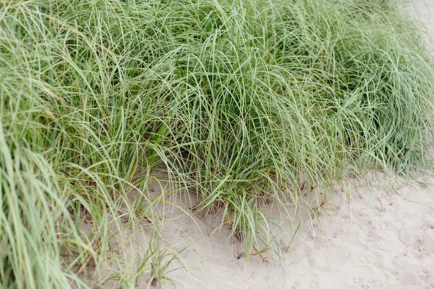 Beach grass growing along a sandy shoreline.