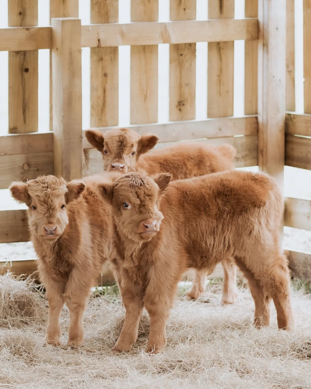 The fluffiest models we might have ever worked with&hellip; We&rsquo;ve spent this month shooting in the Scottish Highlands for one of our state-side sporting clients 🇺🇸x🏴󠁧󠁢󠁳󠁣󠁴󠁿