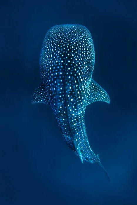 Undersea Constellation
