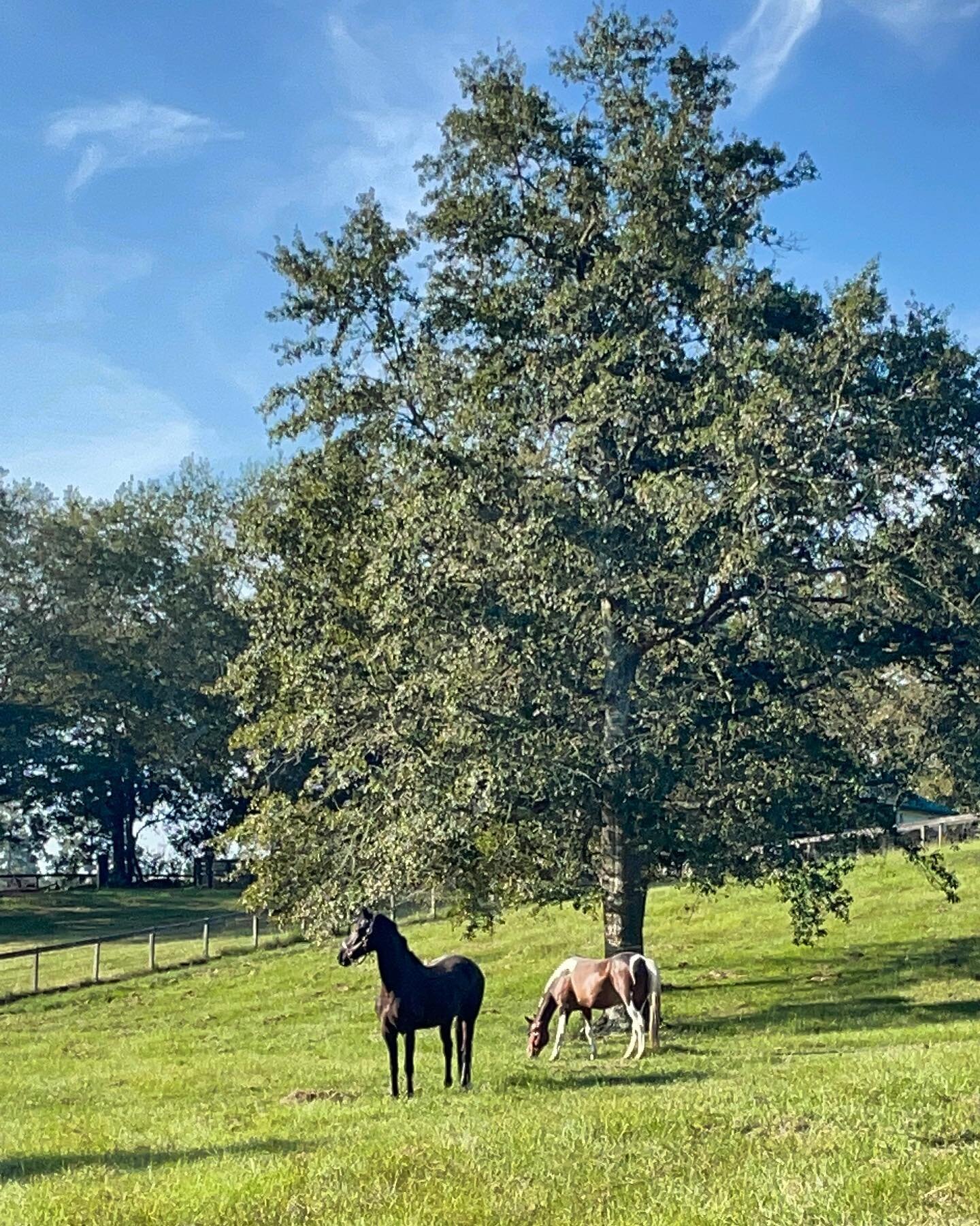 It was a special day for us yesterday as we introduced our horses to their new home! Who do you think would win in a race? Check our stories to find out!!