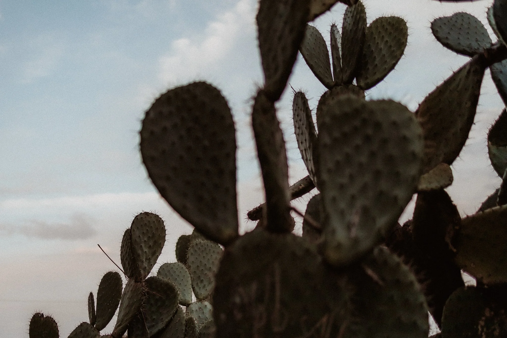 Close-up view of prickly pear cacti against a cloudy sky background.