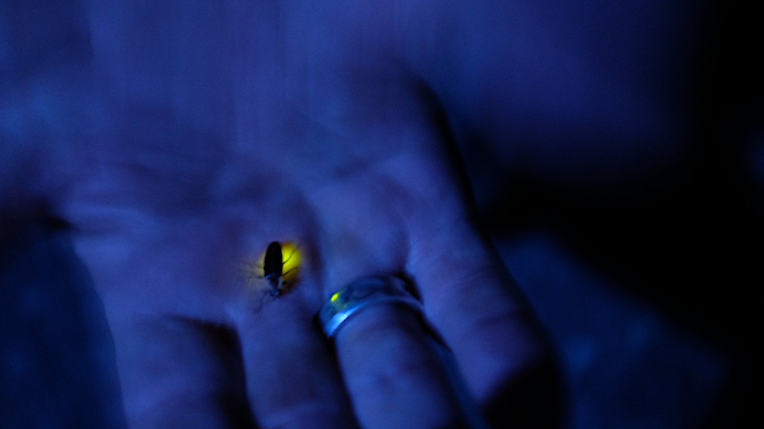 firefly night.jpg