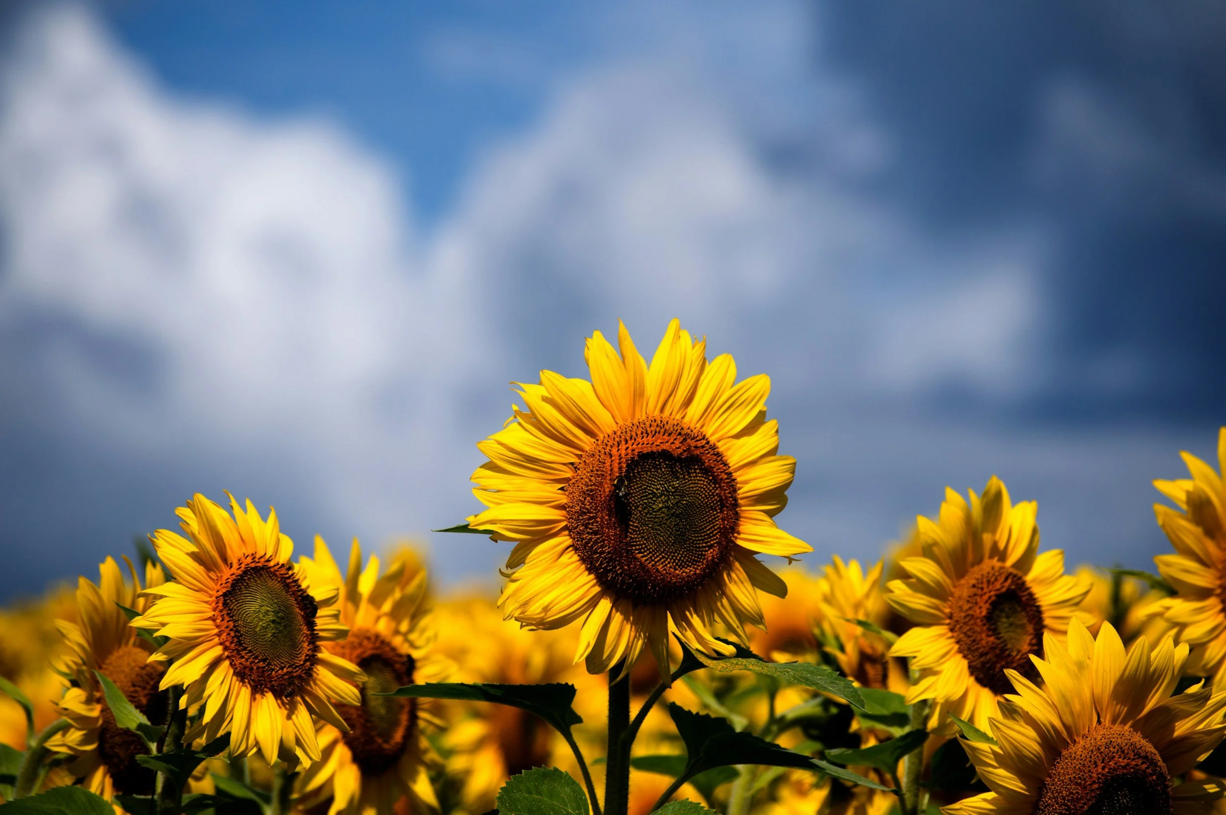 sunflowers against a bright blue sky