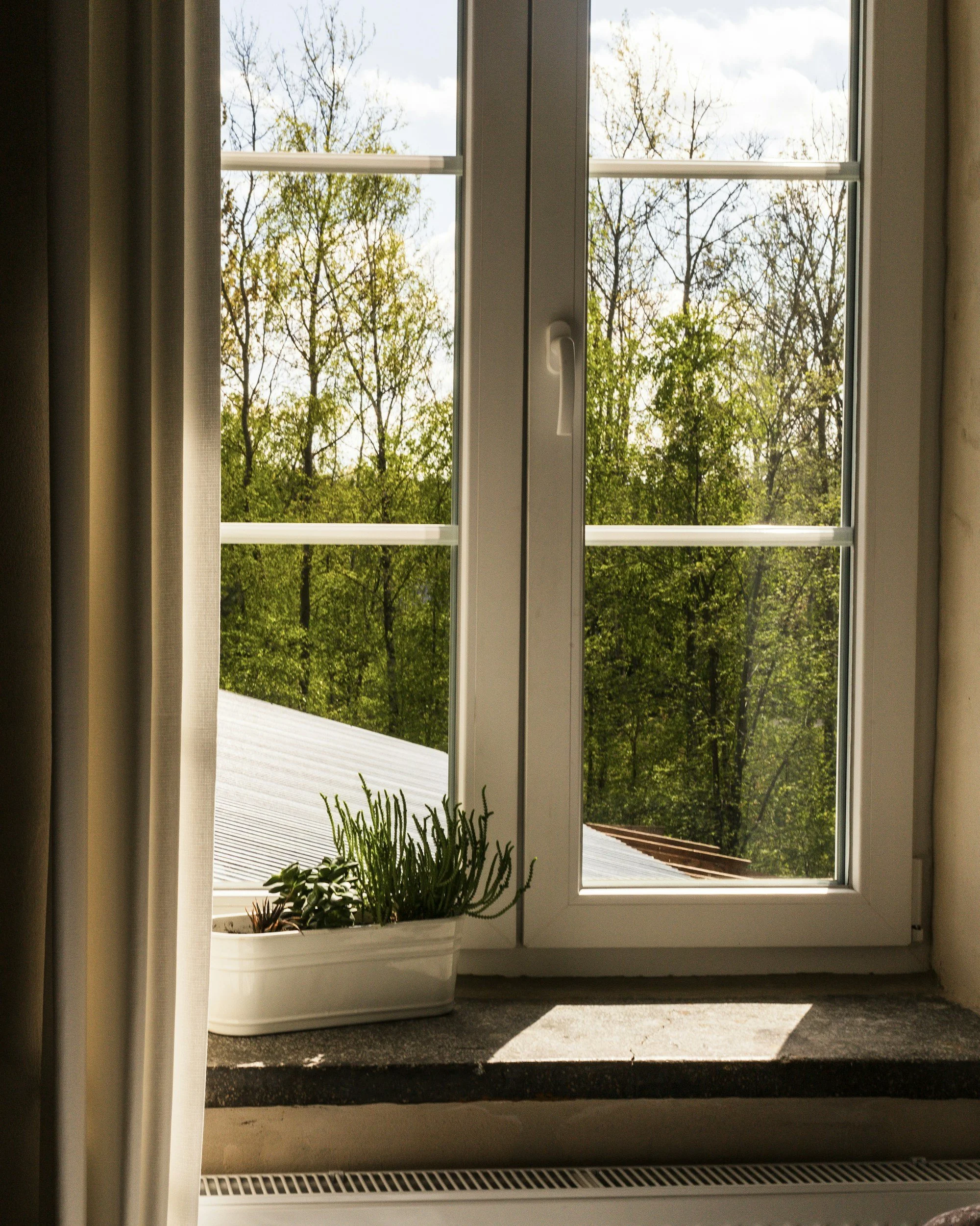 view from a window to morning light and spring branches