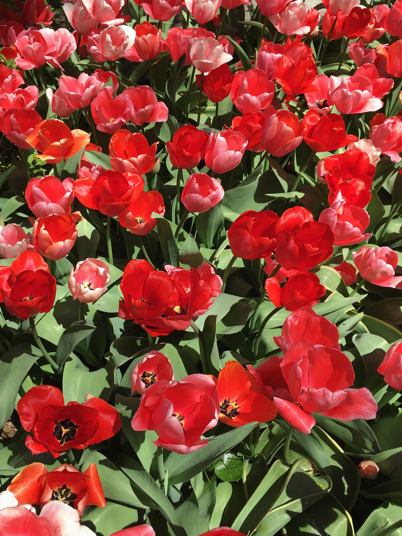 Bellos tulipanes rojos