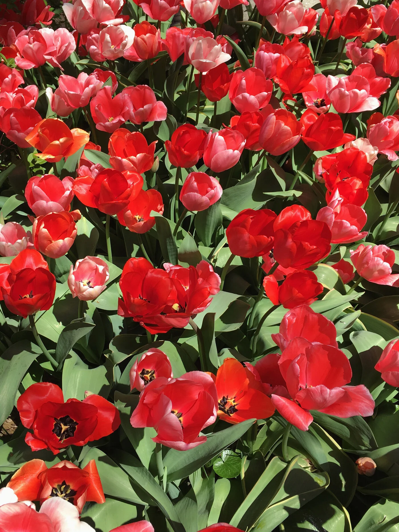 Wunderschöne rote Tulpen