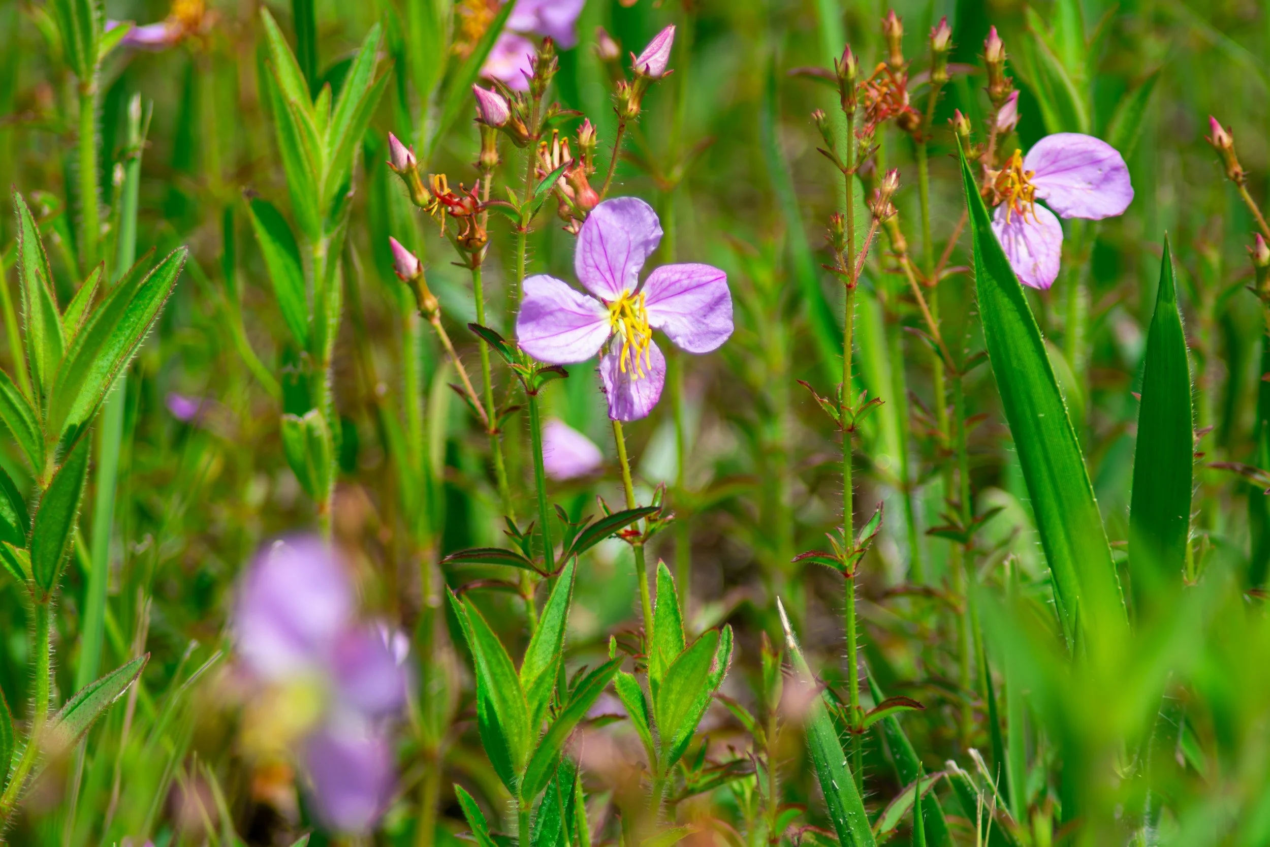 A Daylong Retreat with Special Guest Bhante Sujatha
