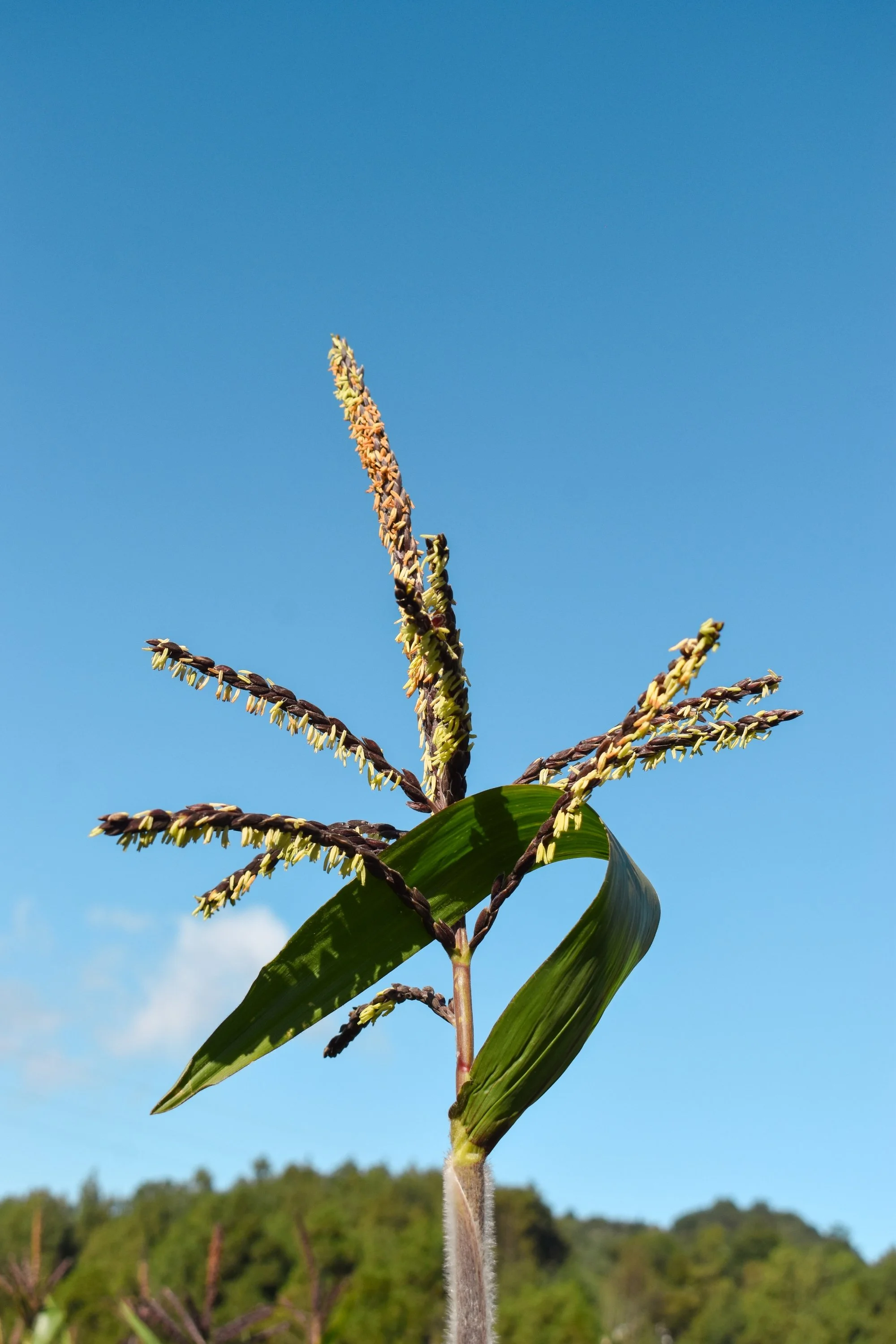 A Journey of Kincentric Grace in Guatemala