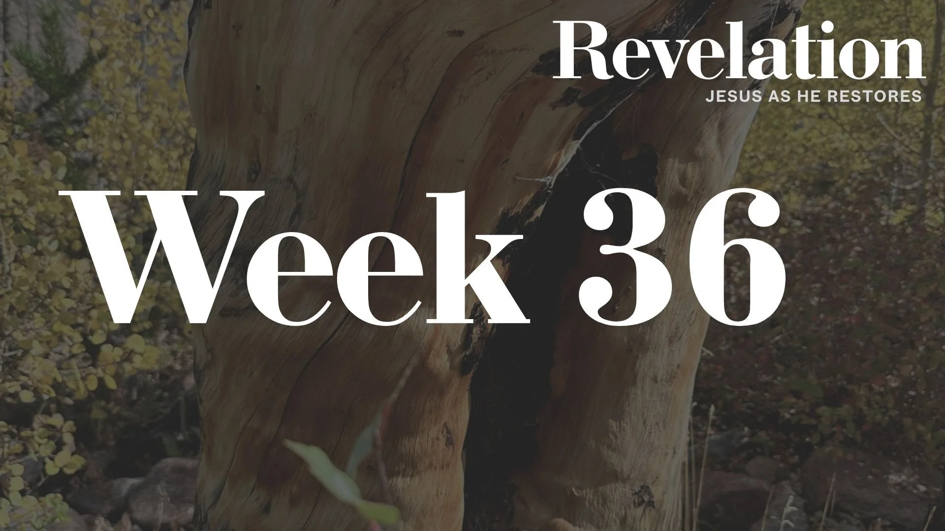Week 36: Revelation 17 | The Great Prostitute and the Beast