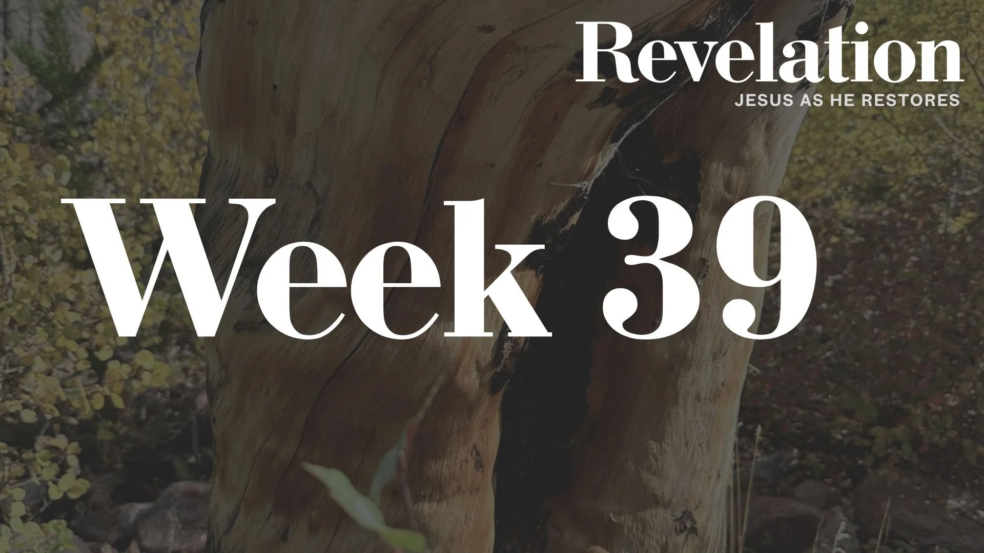 Week 39: Revelation 19:11-21 | Rider on the White Horse