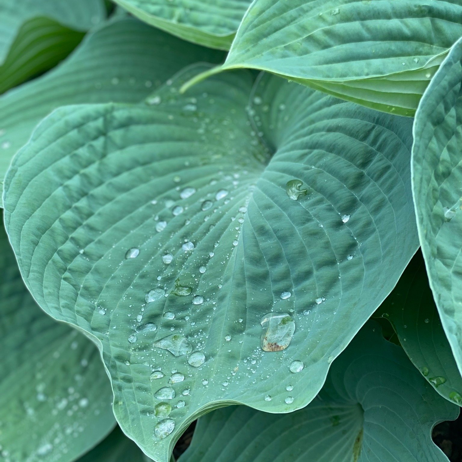 🌿 Transform your landscaping effortlessly with hostas! Here's why they're a must-have:

Low maintenance ✔️
Versatile designs ✔️
Thrives in shade ✔️
Erosion control ✔️
Year-round beauty ✔️
Wildlife-friendly ✔️
Add hostas for easy elegance in your gar