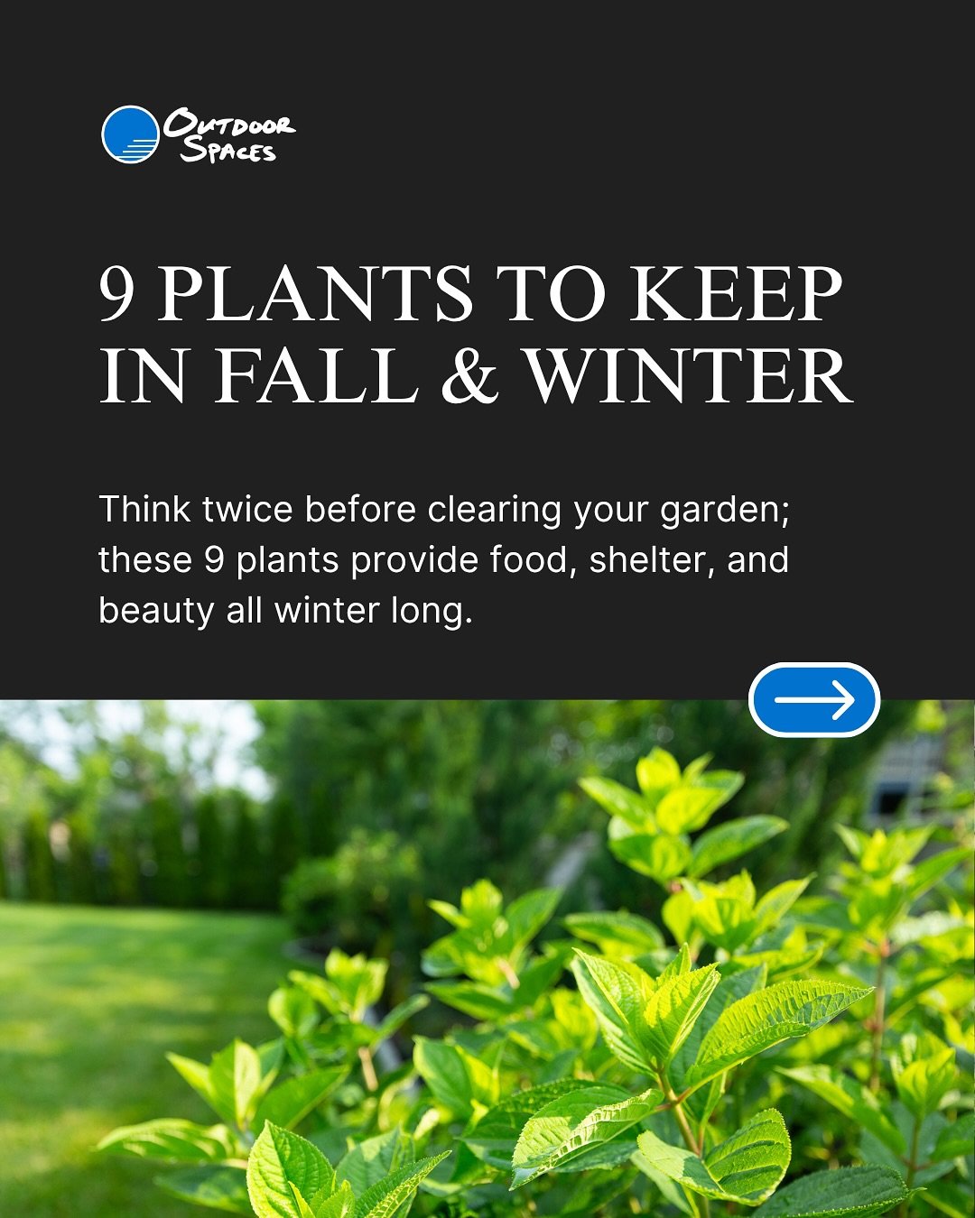 Not every plant needs to be cut back in fall 🍂
In fact, leaving the right ones can feed birds, protect pollinators, and bring beauty to your backyard all winter.

Here are 9 plants you shouldn&rsquo;t cut this fall and why.
Swipe through to learn ho