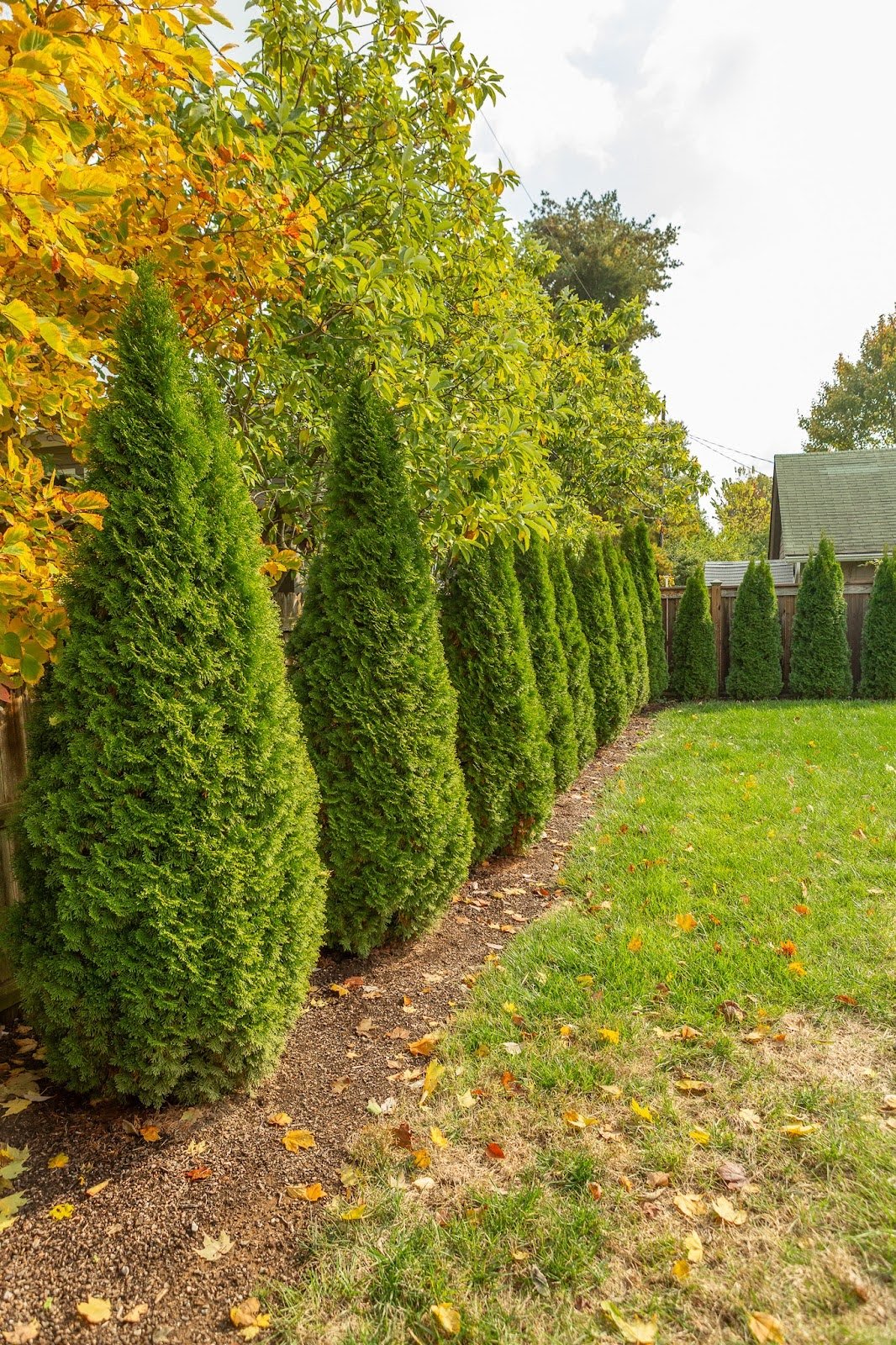 Plantings for Privacy: How Thoughtful Design Transforms Your Backyard