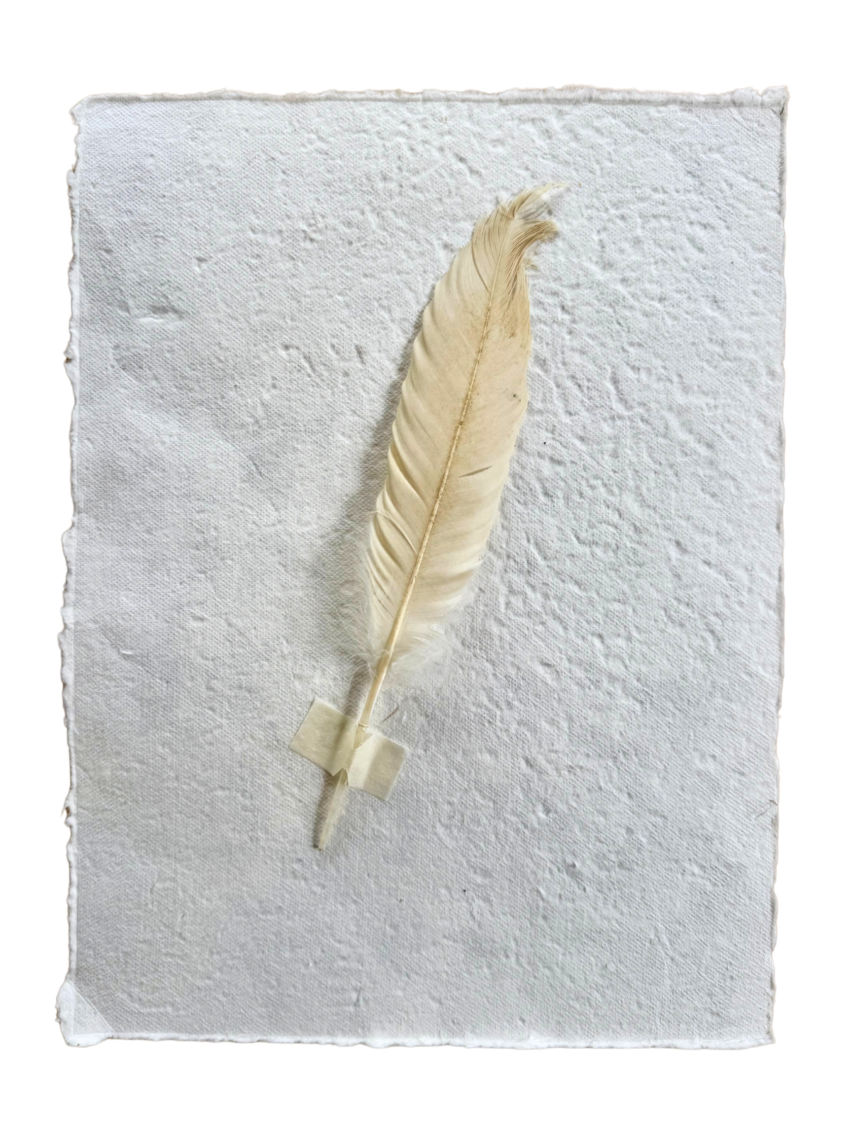 Butterfly Bandages artwork with pale feather attached to handmade paper