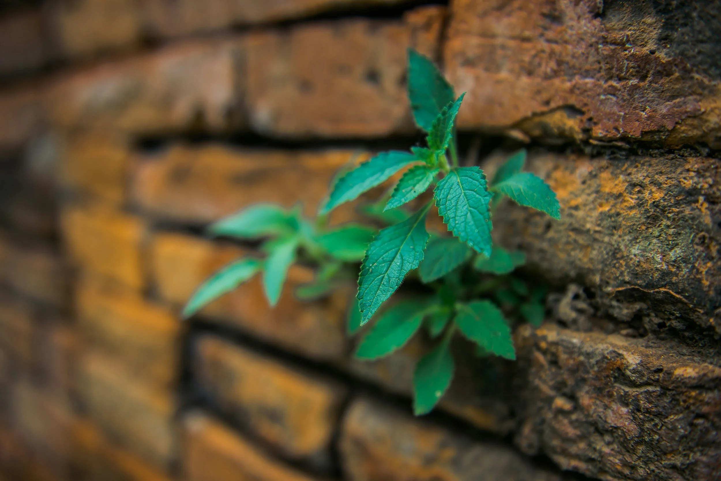 Green plant with serrated leaves growing on a weathered brick wall.
