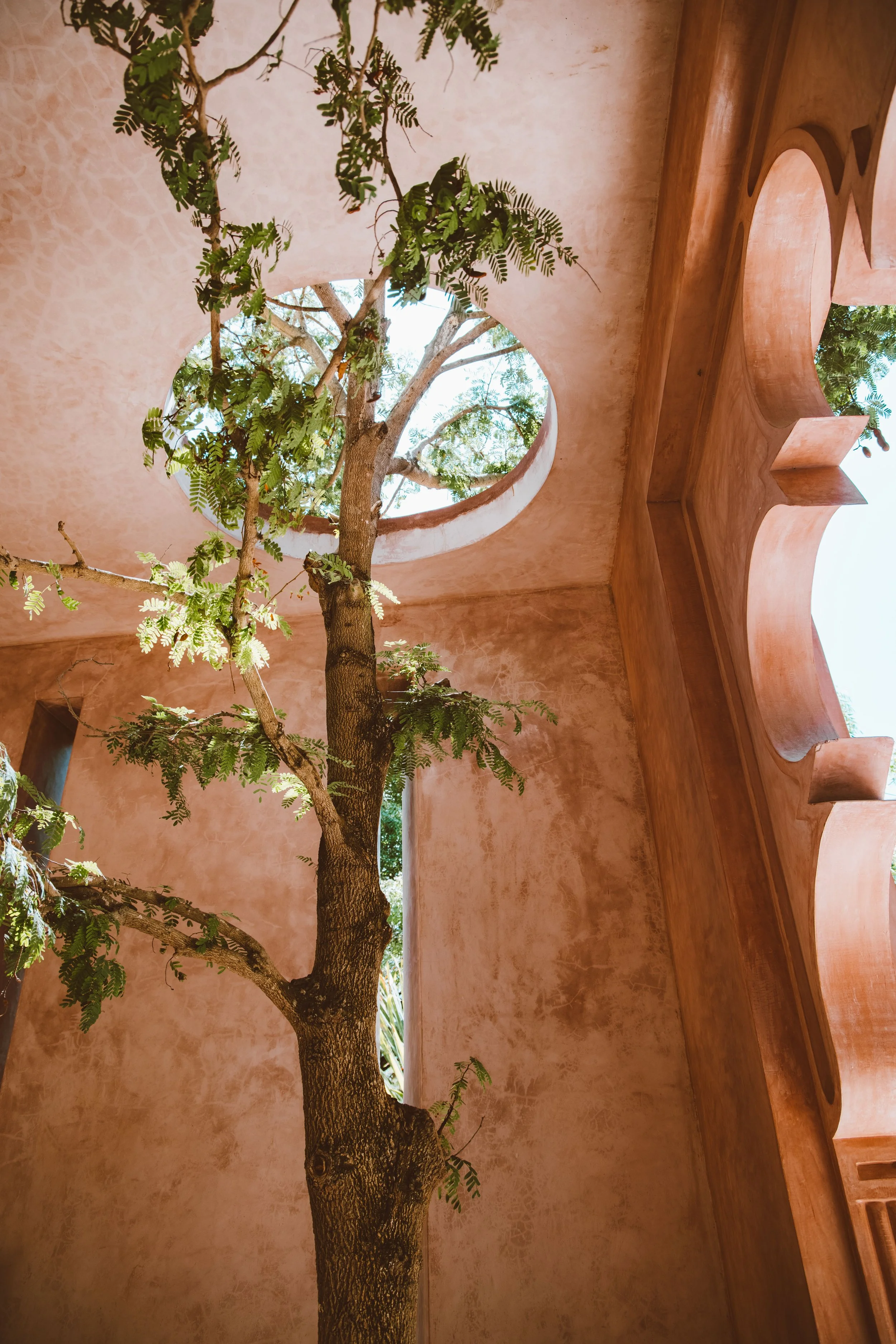 Interior view of a building with a round opening in the ceiling, through which a tree with green leaves and branches is visible. The walls are painted in a warm, earthy tone, and the ceiling has decorative wooden architectural elements.