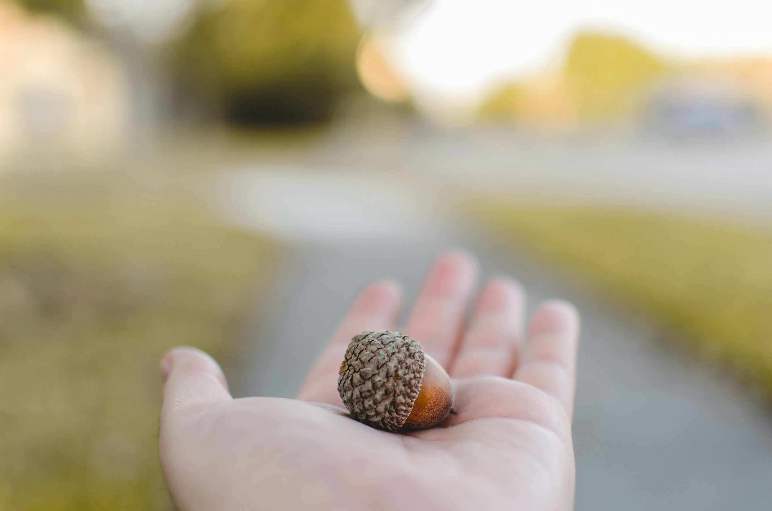 Close-up of a person's hand holding a pinecone, with a blurred background of greenery and sunlight.
