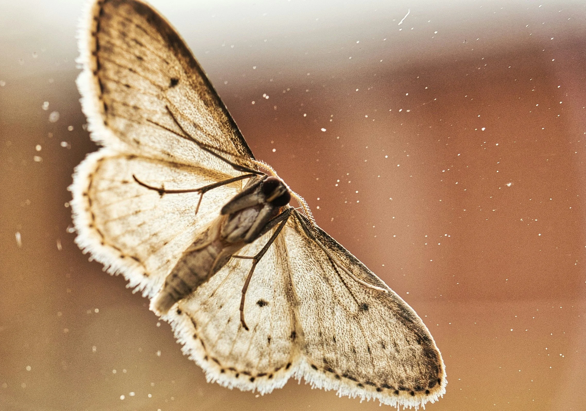 A butterfly resting on a surface with tiny particles floating in the air, captured in close-up details of its wings and body.