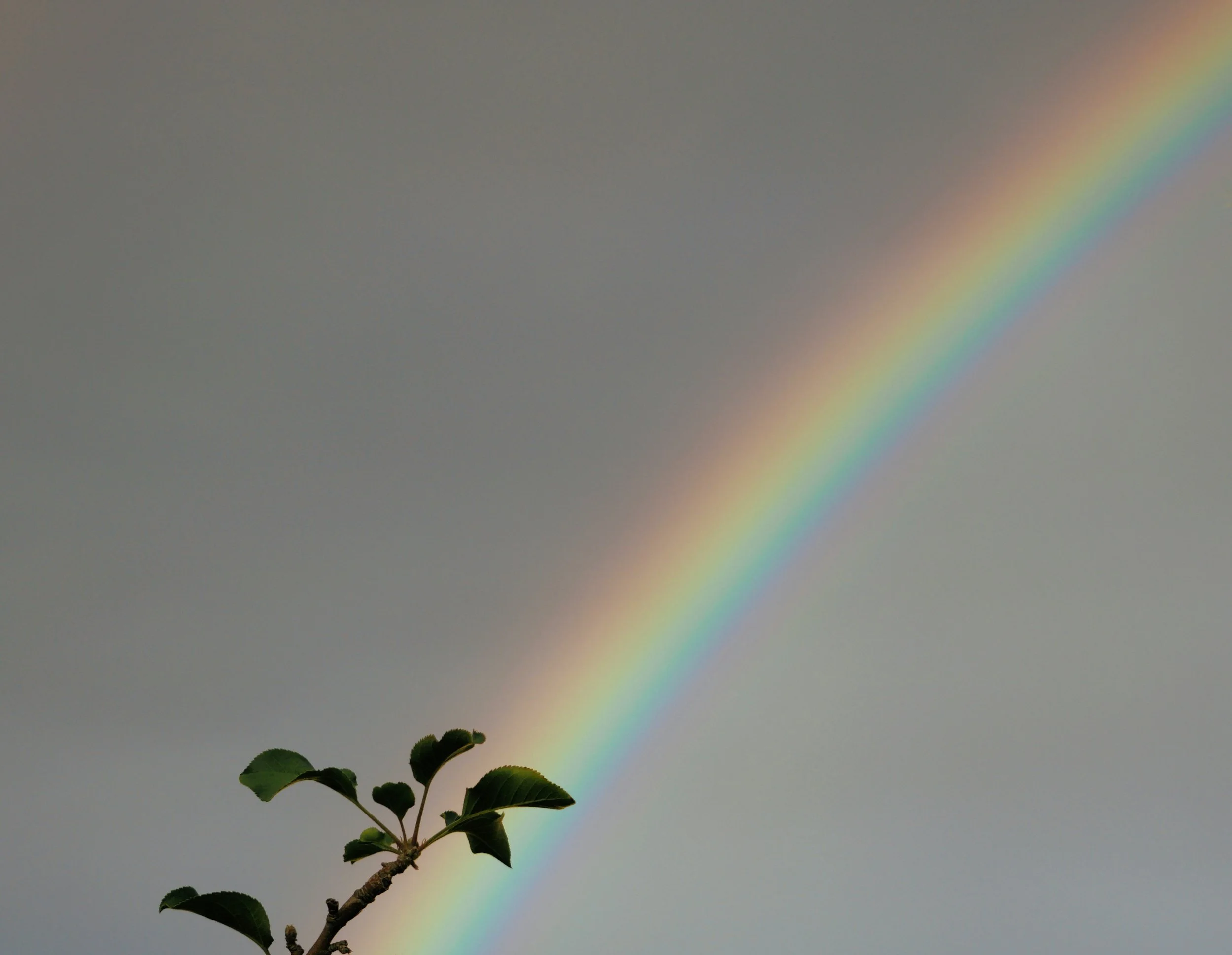 A rainbow appears in the sky behind a small plant with green leaves.