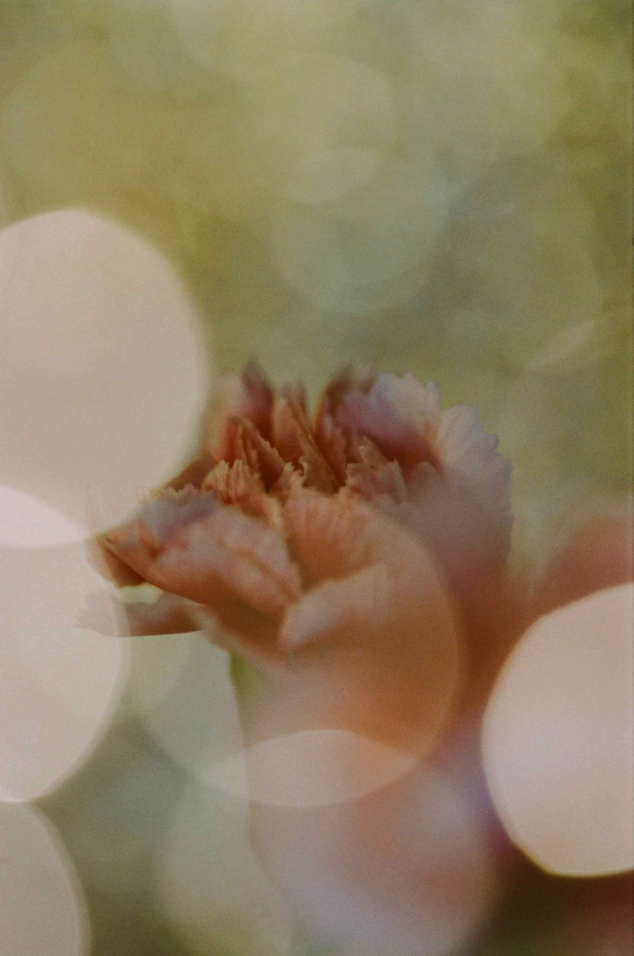 Close-up of a light pink flower with green blurred background.