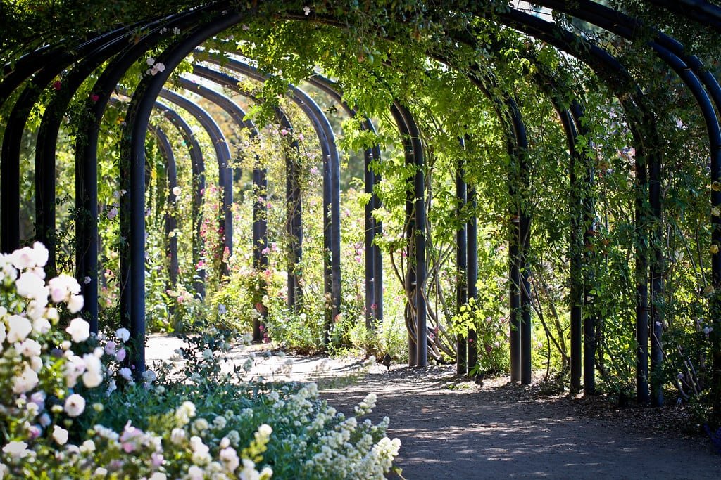 A garden pathway covered by a series of metal arches draped with lush green vines and blooming flowers.