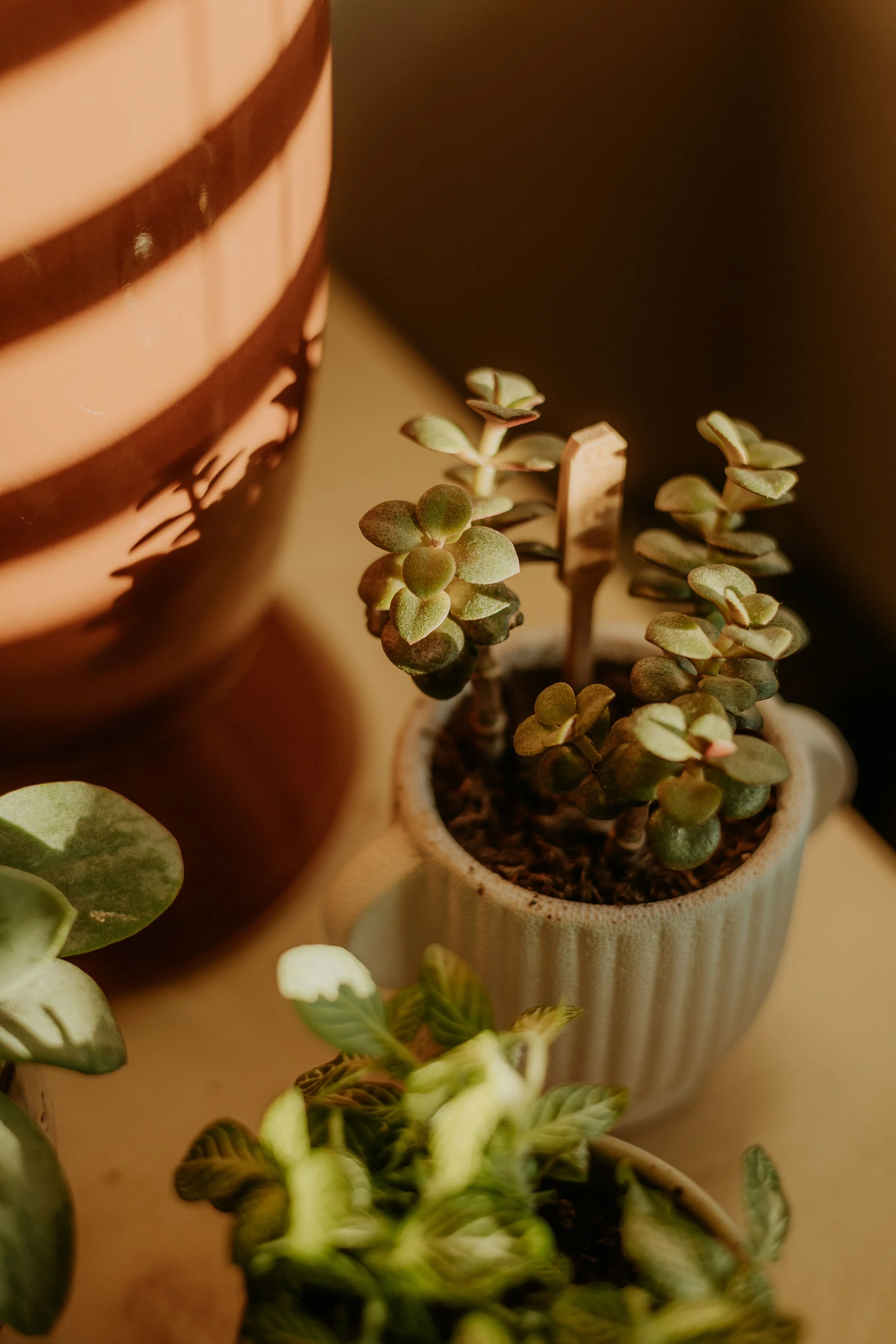 Close-up of small succulent plants in a ceramic pot, with a striped ceramic container in the background casting shadows.
