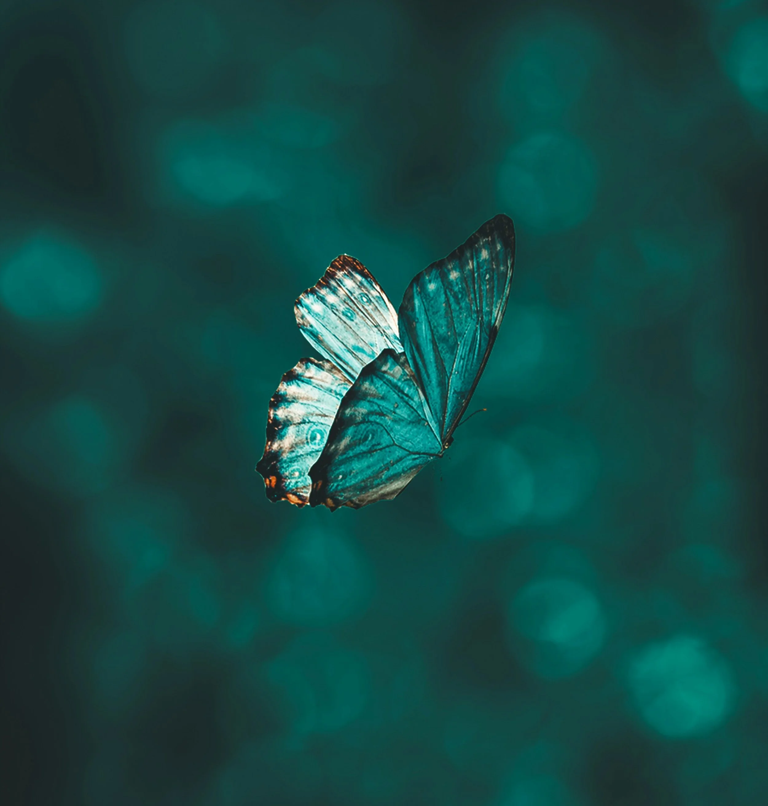 A close-up of a blue butterfly with dark veins on its wings, in flight against a dark teal background with bokeh light effects.
