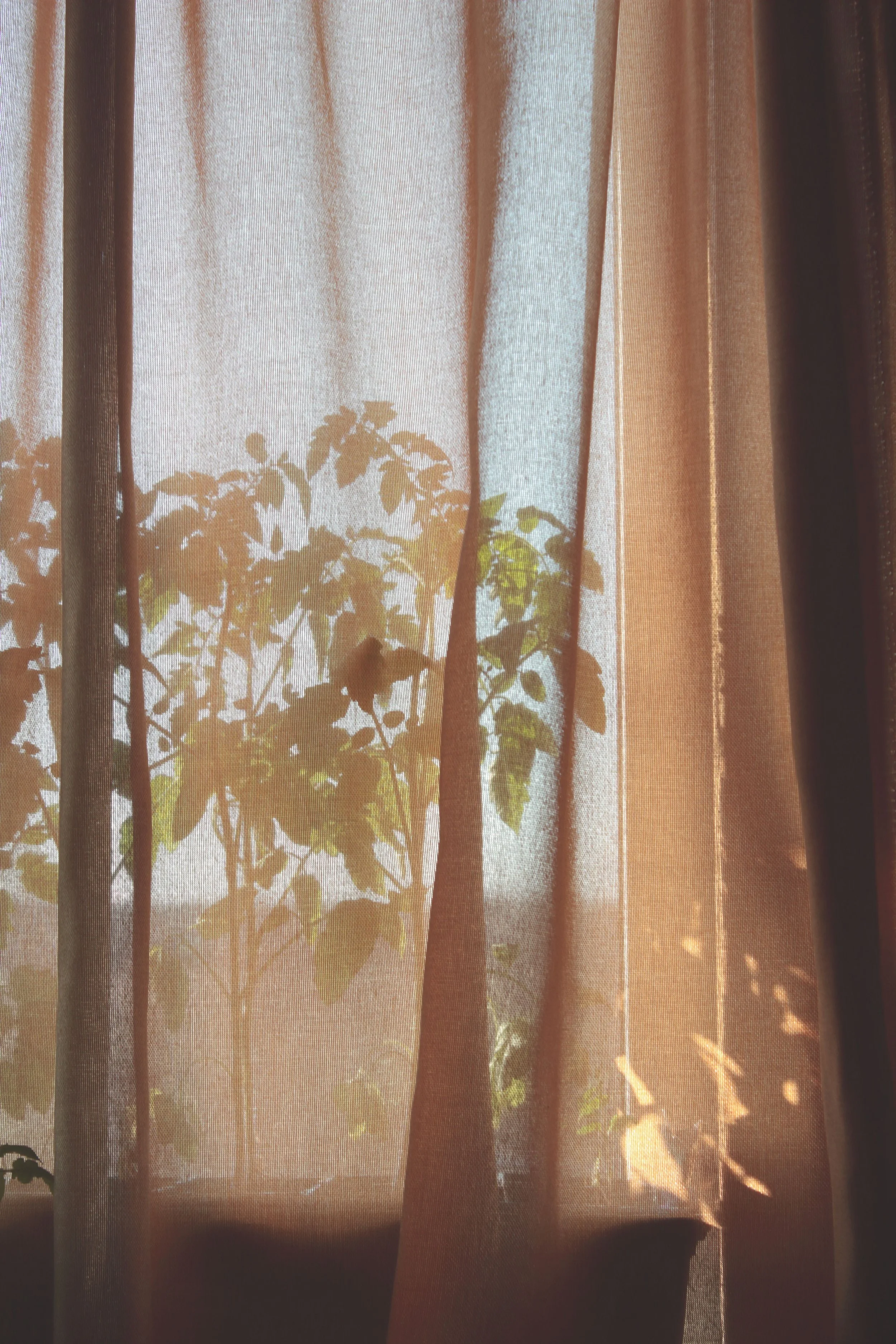 Sunlight shining through a sheer curtain, casting the shadow of a potted plant with leaves onto the fabric.