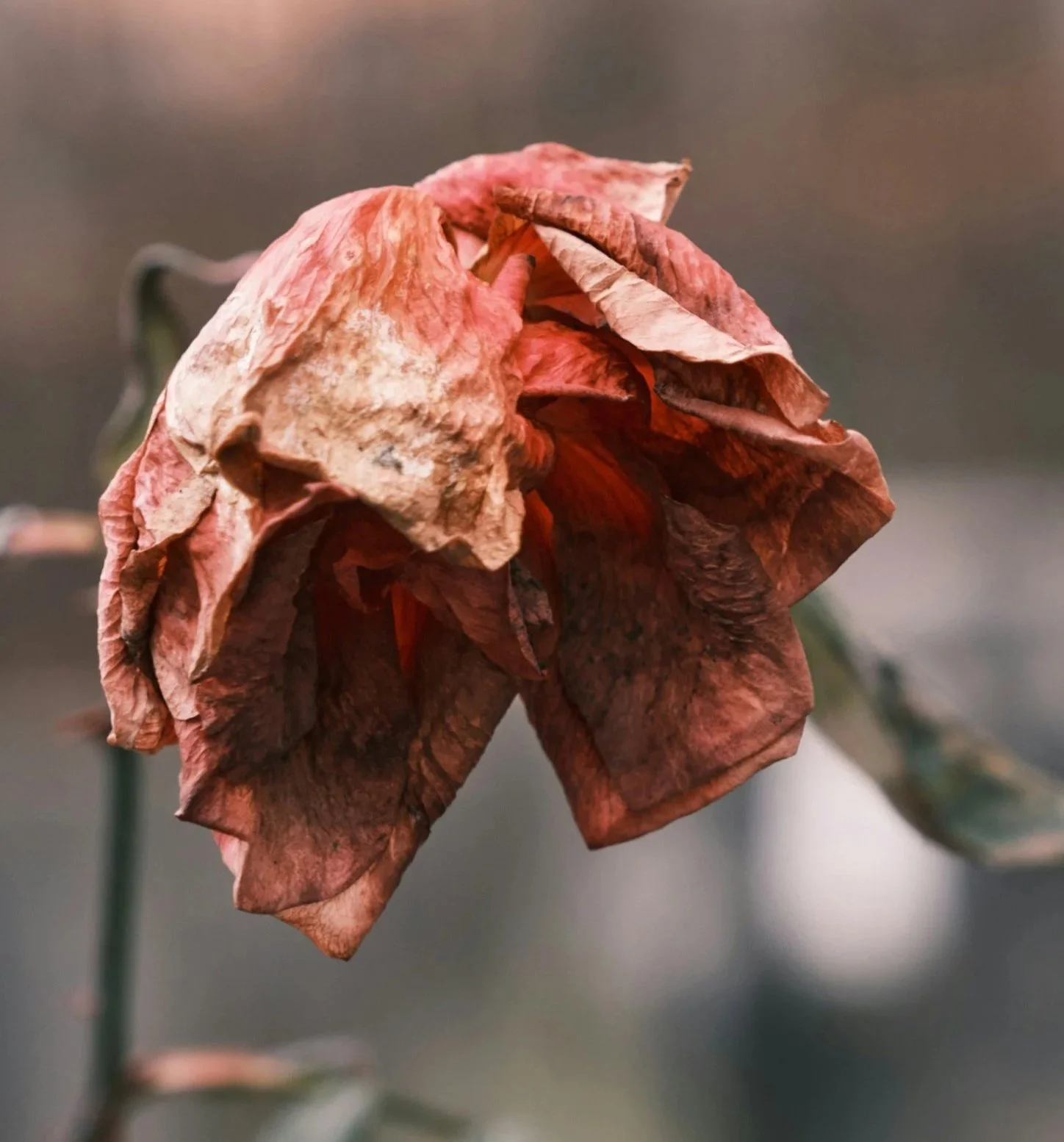 Pregnancy Loss After IVF: Healing When Hope and Heartbreak Collide