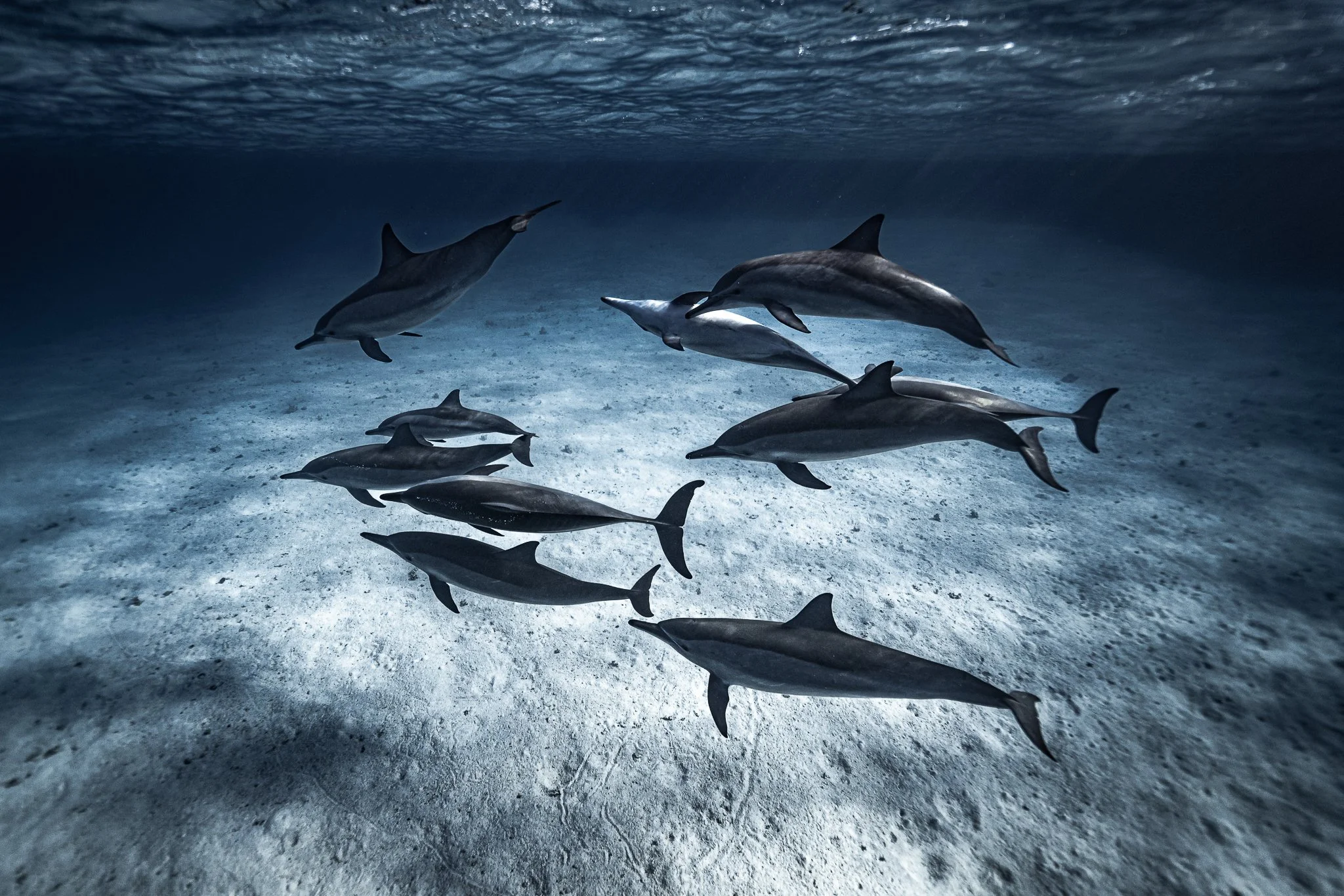 Eslam Piko Studios X Dolphon Trip-18-2.JPG