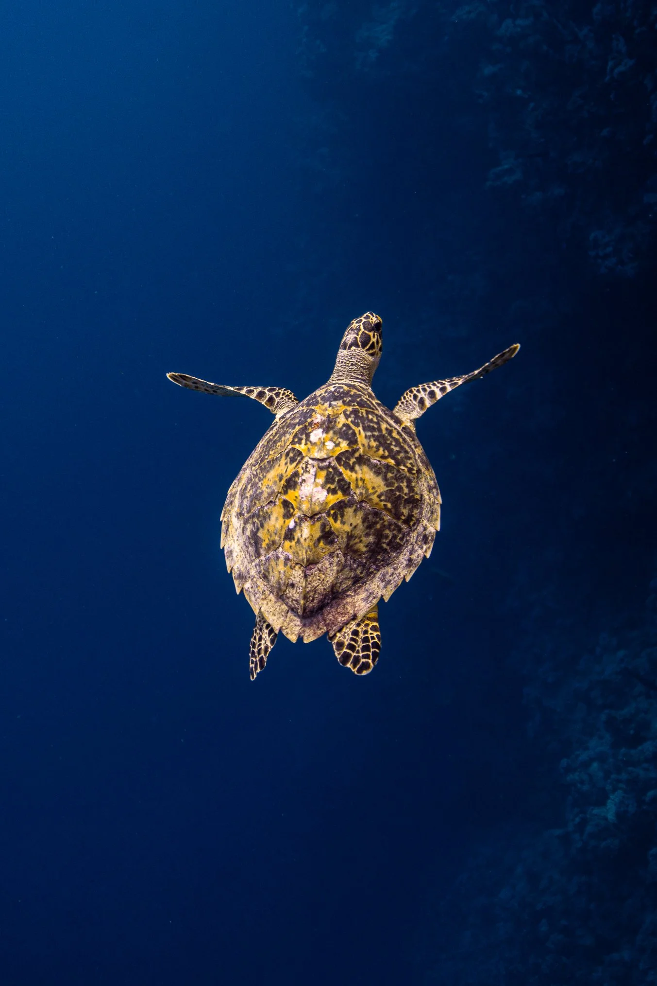 ESLAM PIKO STUDIOS UNDERWATER PHOTOGRAPHY
