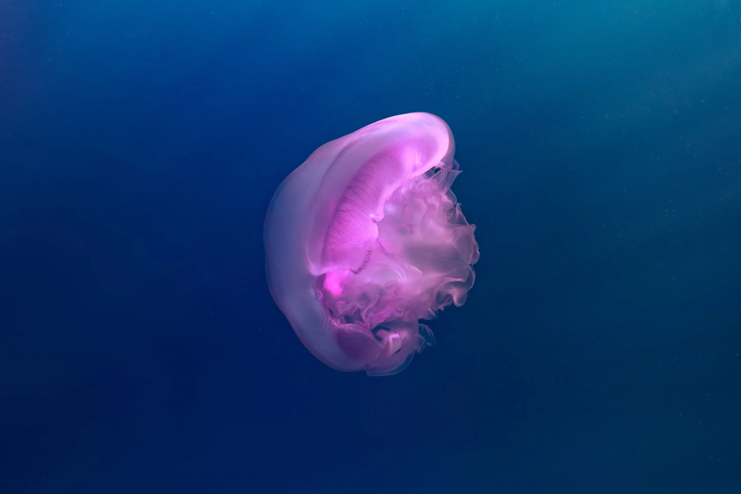 ESLAM PIKO STUDIOS UNDERWATER PHOTOGRAPHY