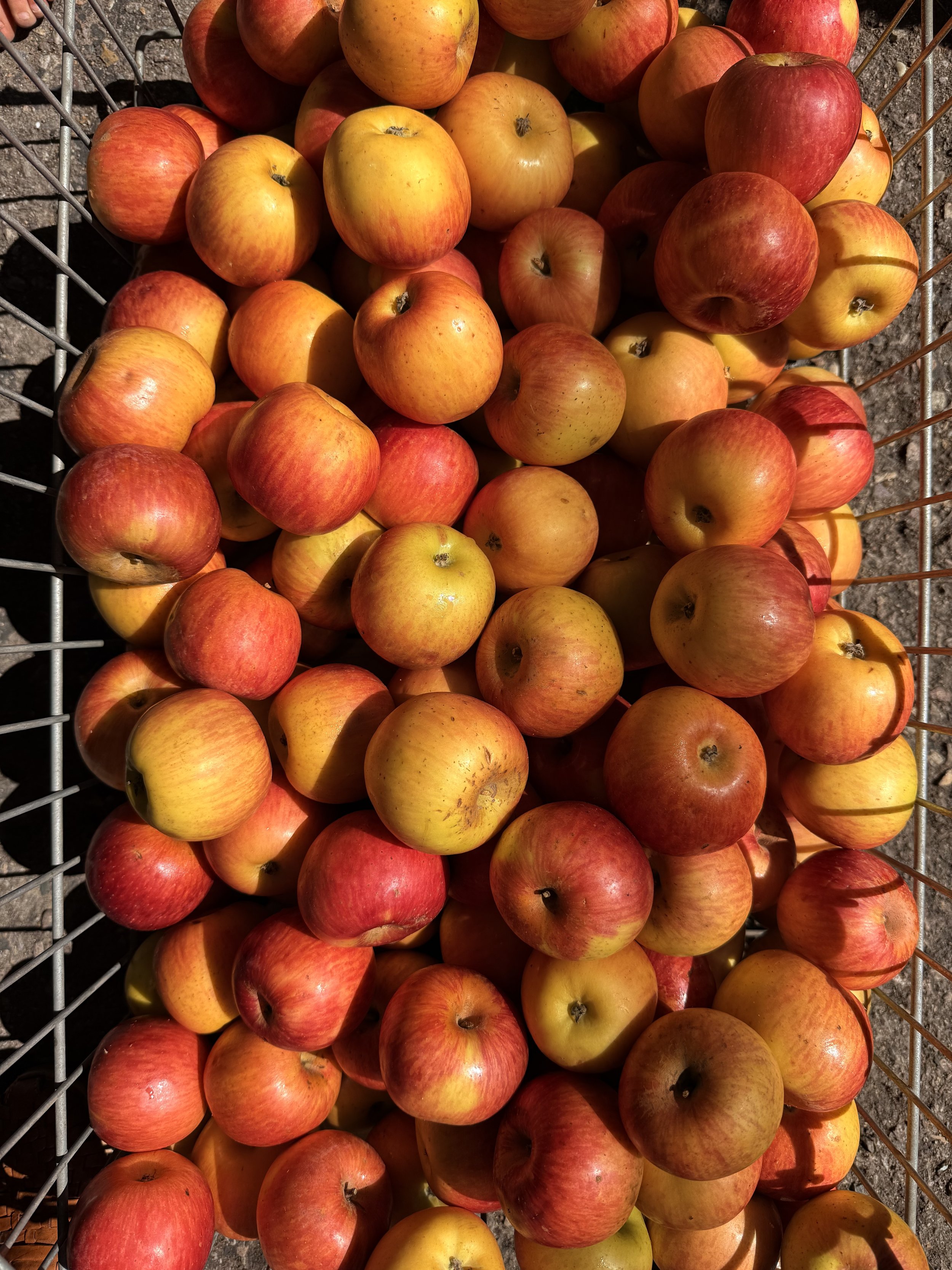 Organic Apples