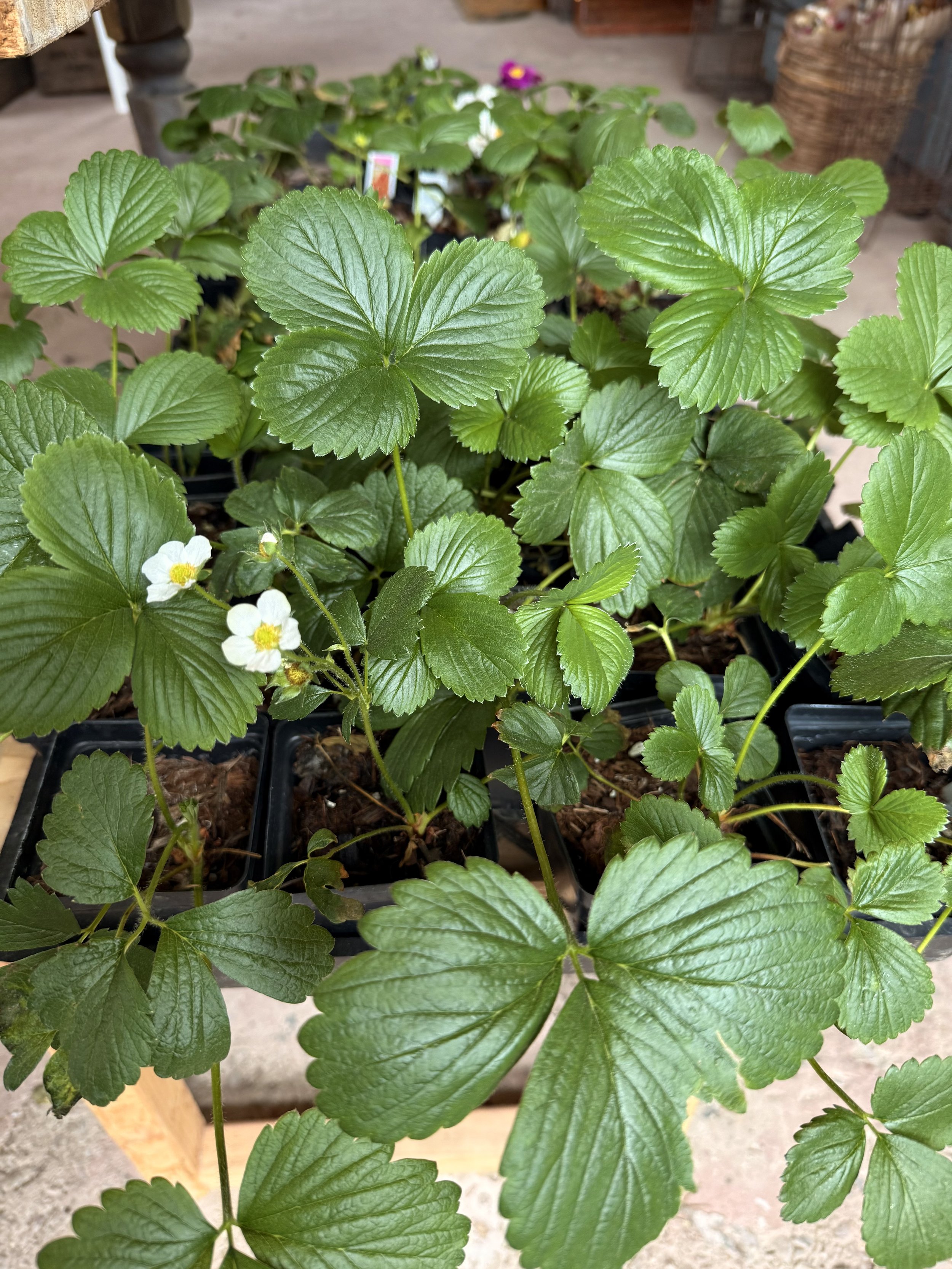 Strawberry Plant
