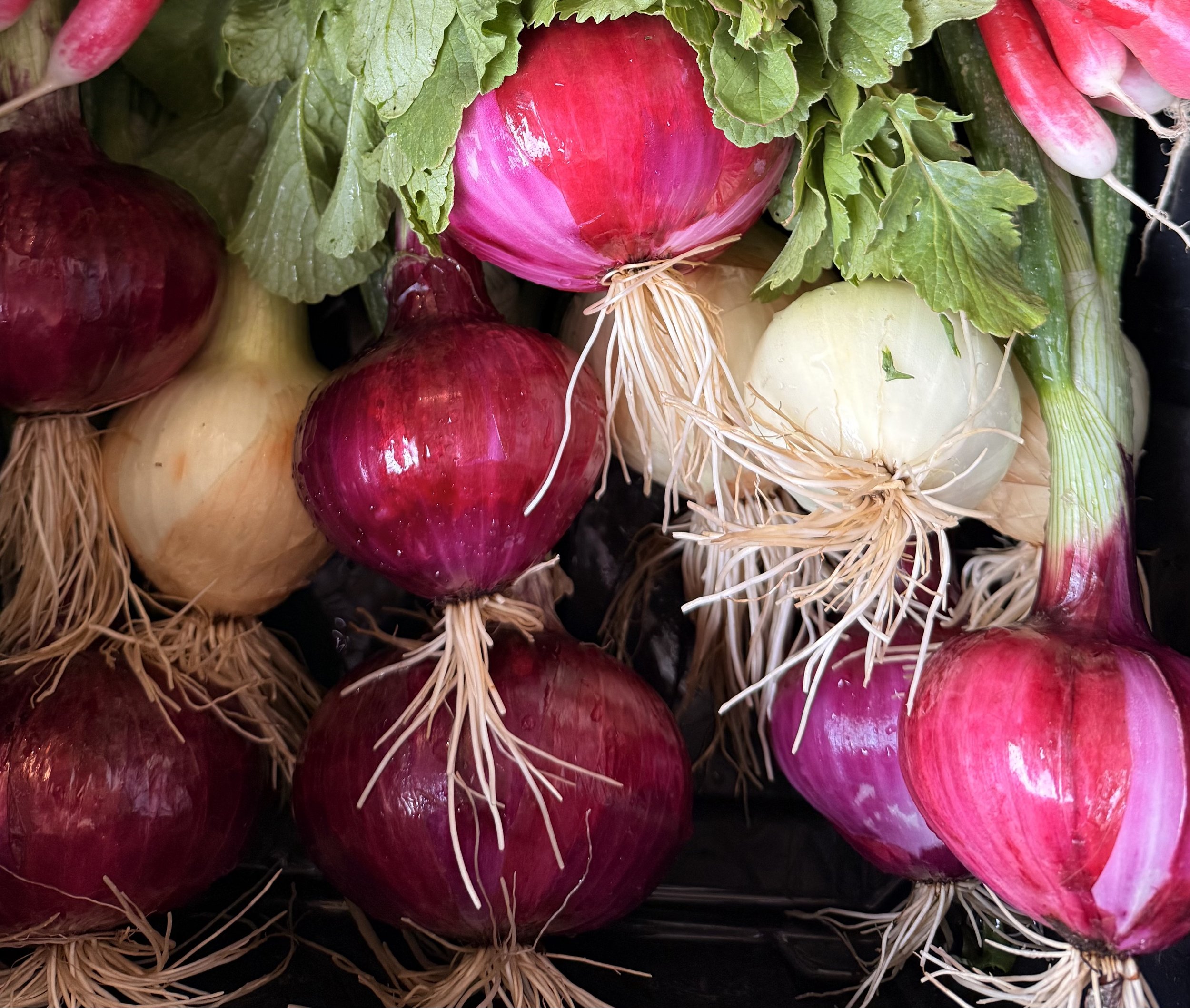 Organic Onion Bulb
