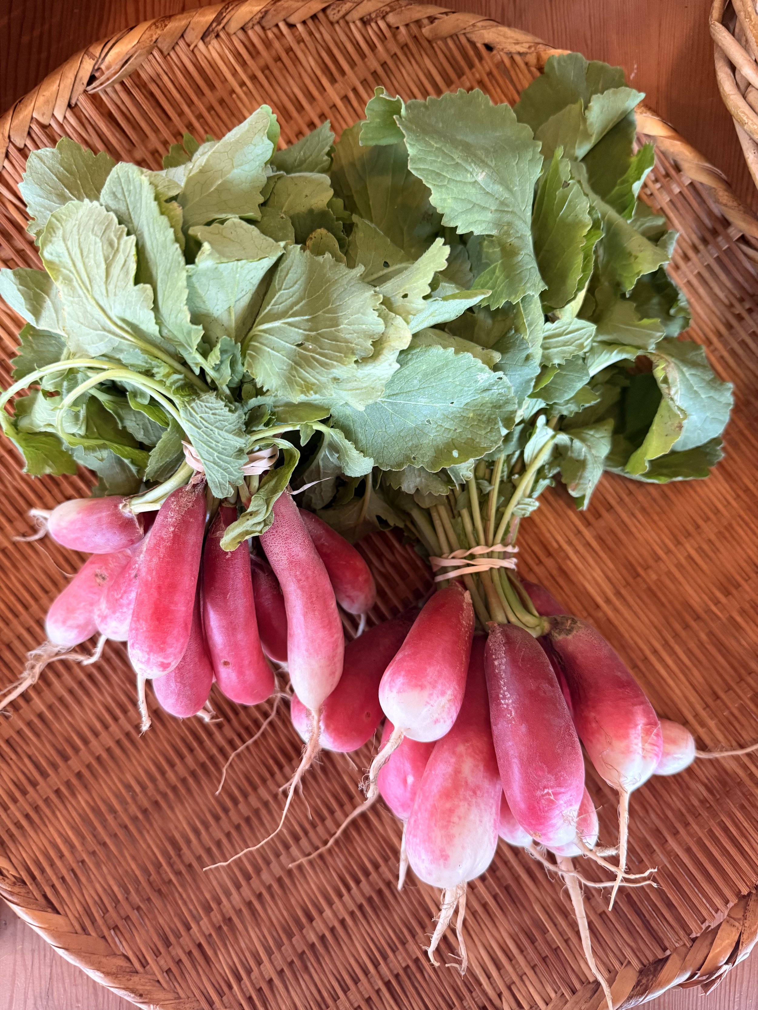 Organic French Breakfast Radish