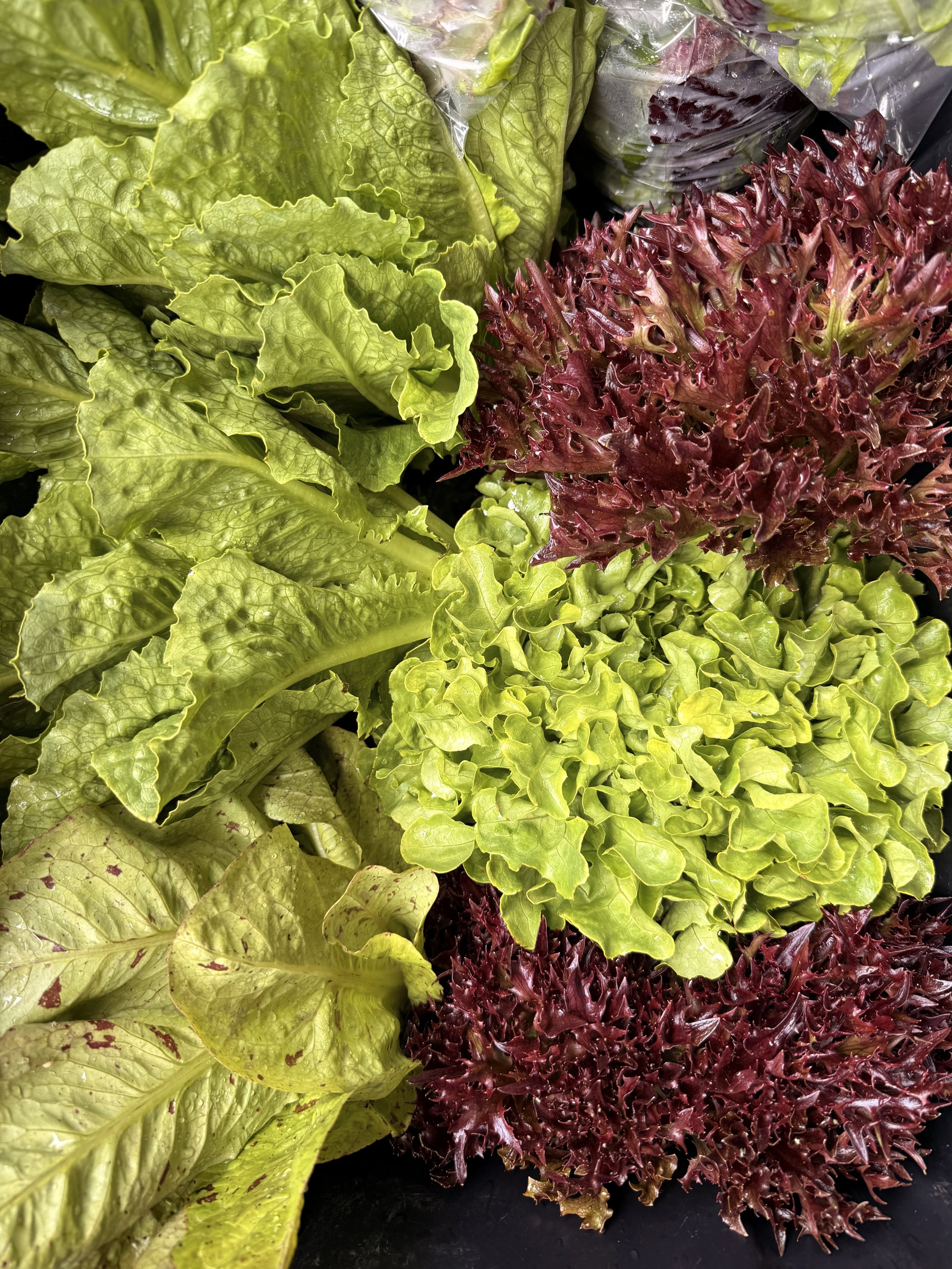 Organic Lettuce Head