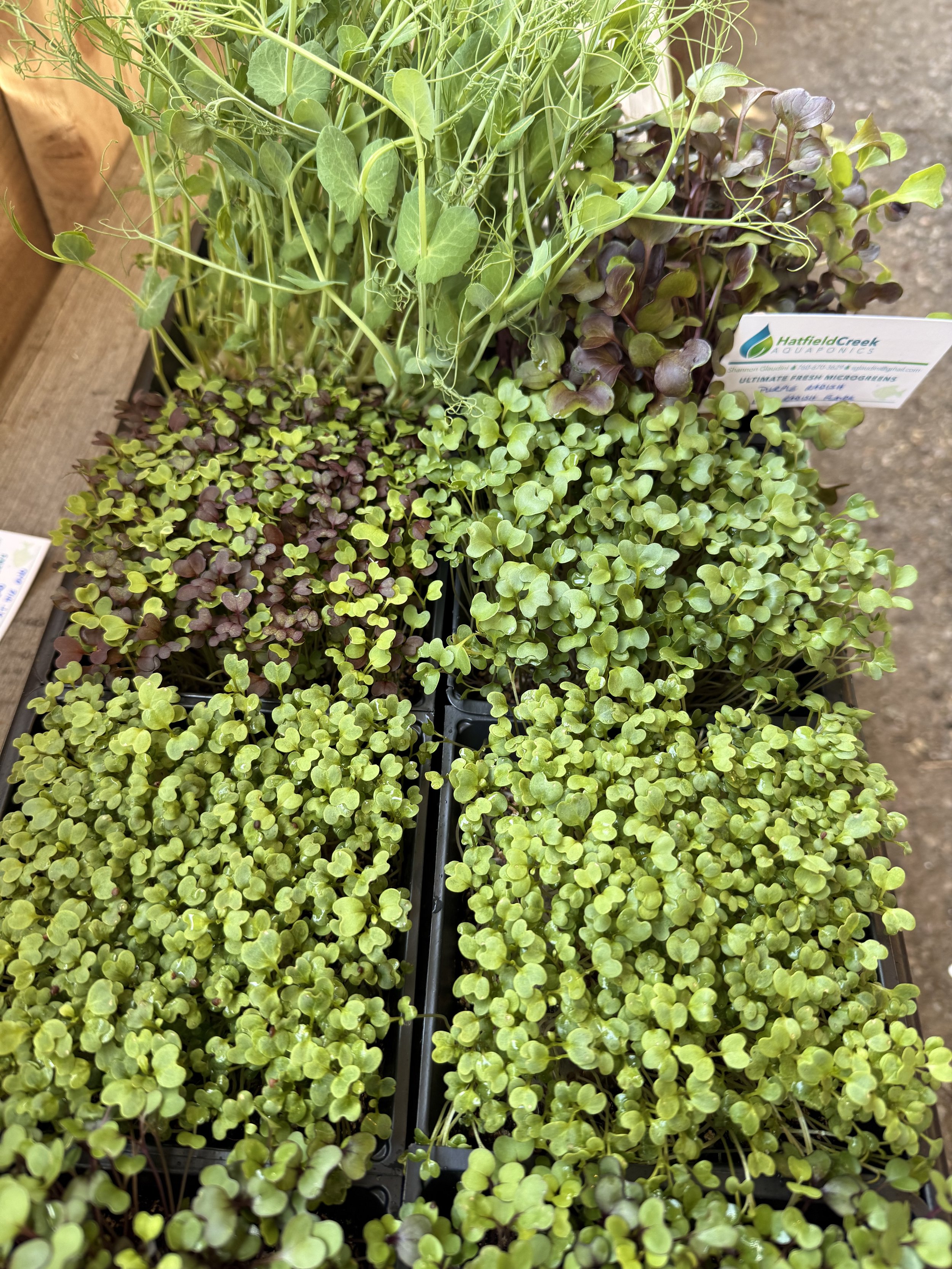 Organic Microgreens