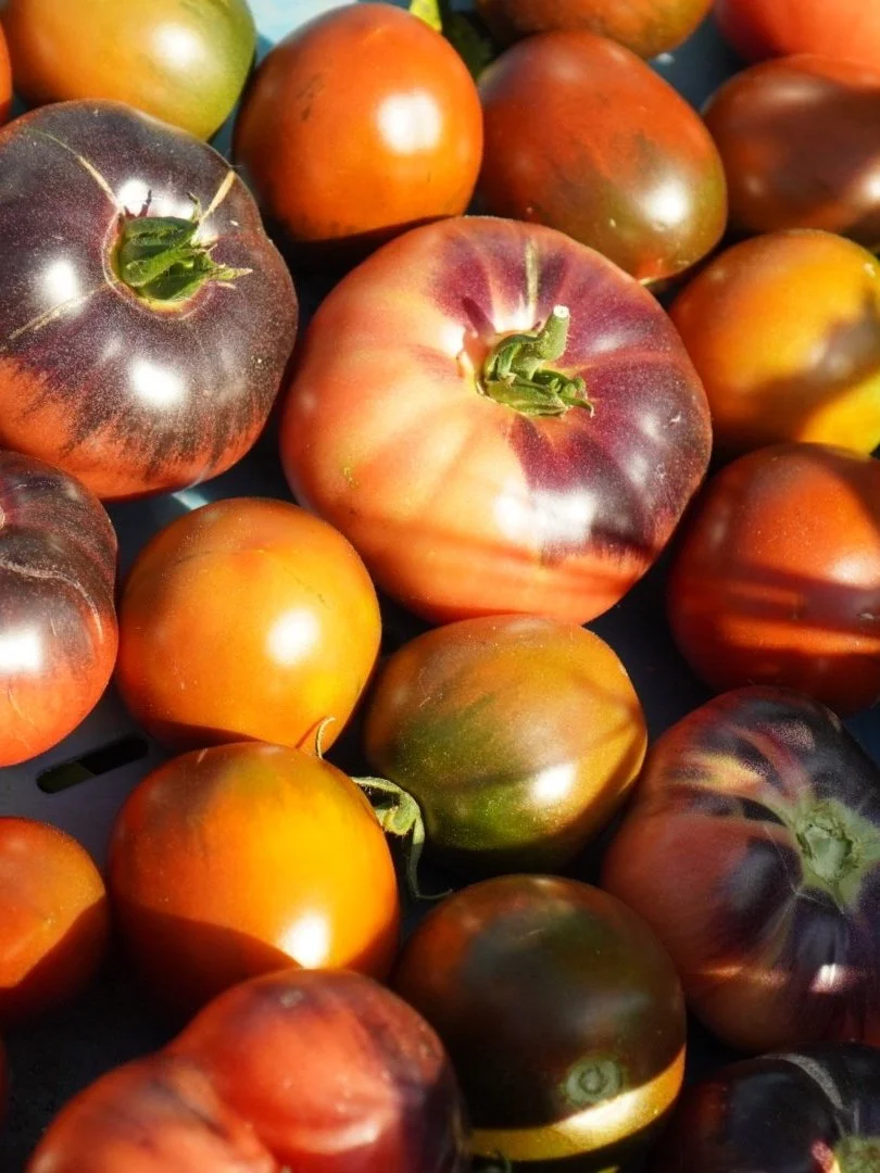 A variety of heirloom tomatoes with different shapes, sizes, and colors, including shades of red, green, yellow, purple, and black.