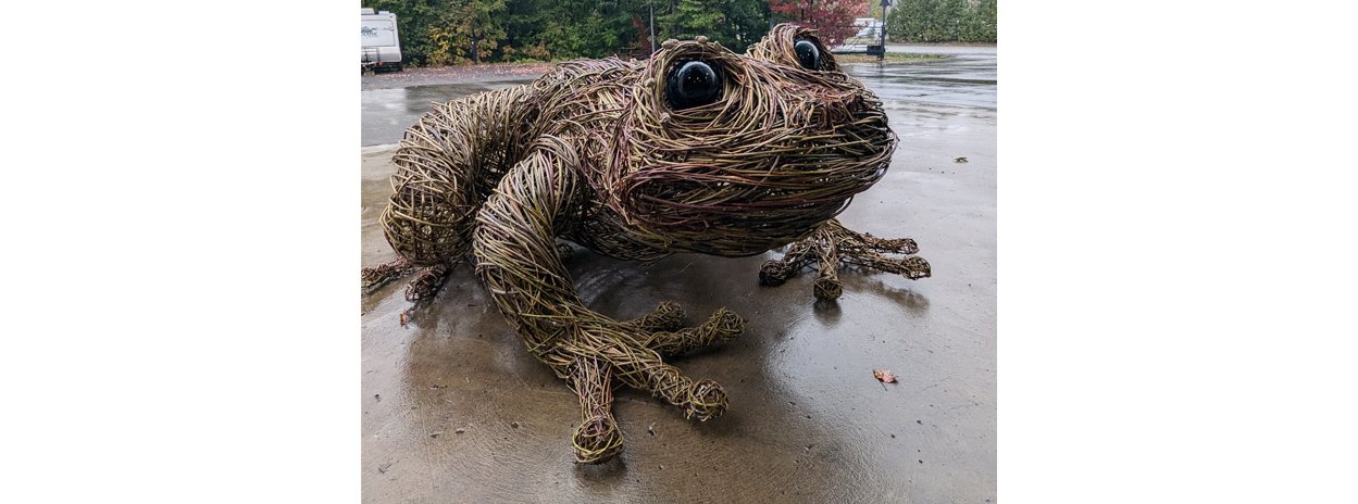 grenouille_saule_tresse