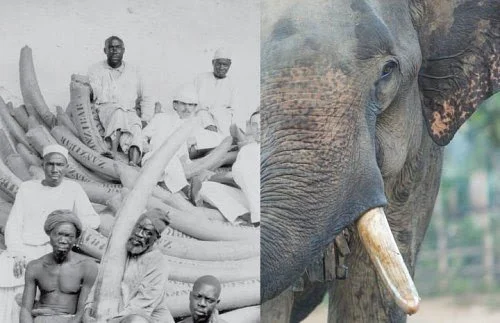 Elephants and Us: Considering Extinction