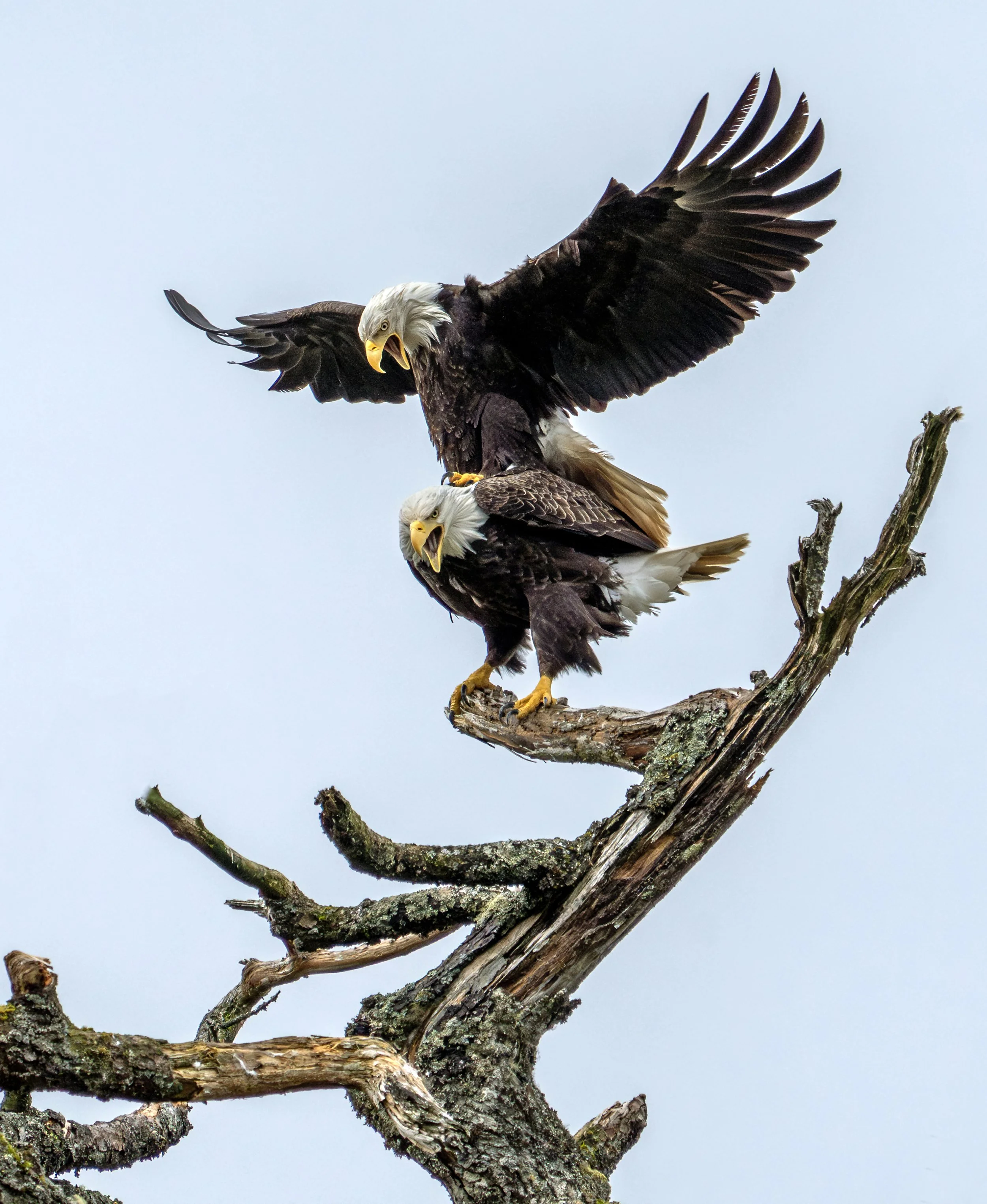 DSC00503 22 nbb bb-Enhanced-NR.jpg