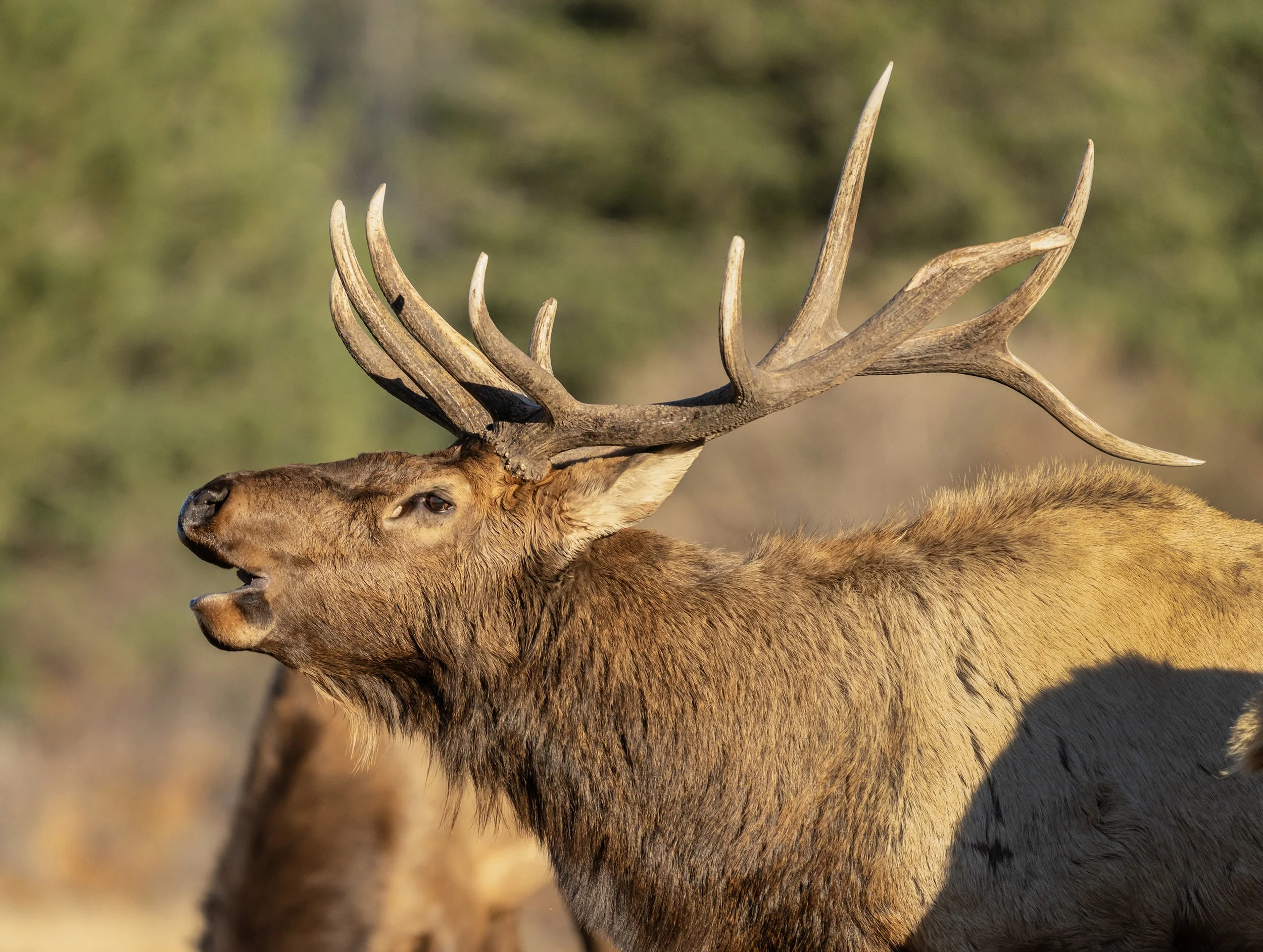 DSC05379 for 8.5x11 bb.jpg