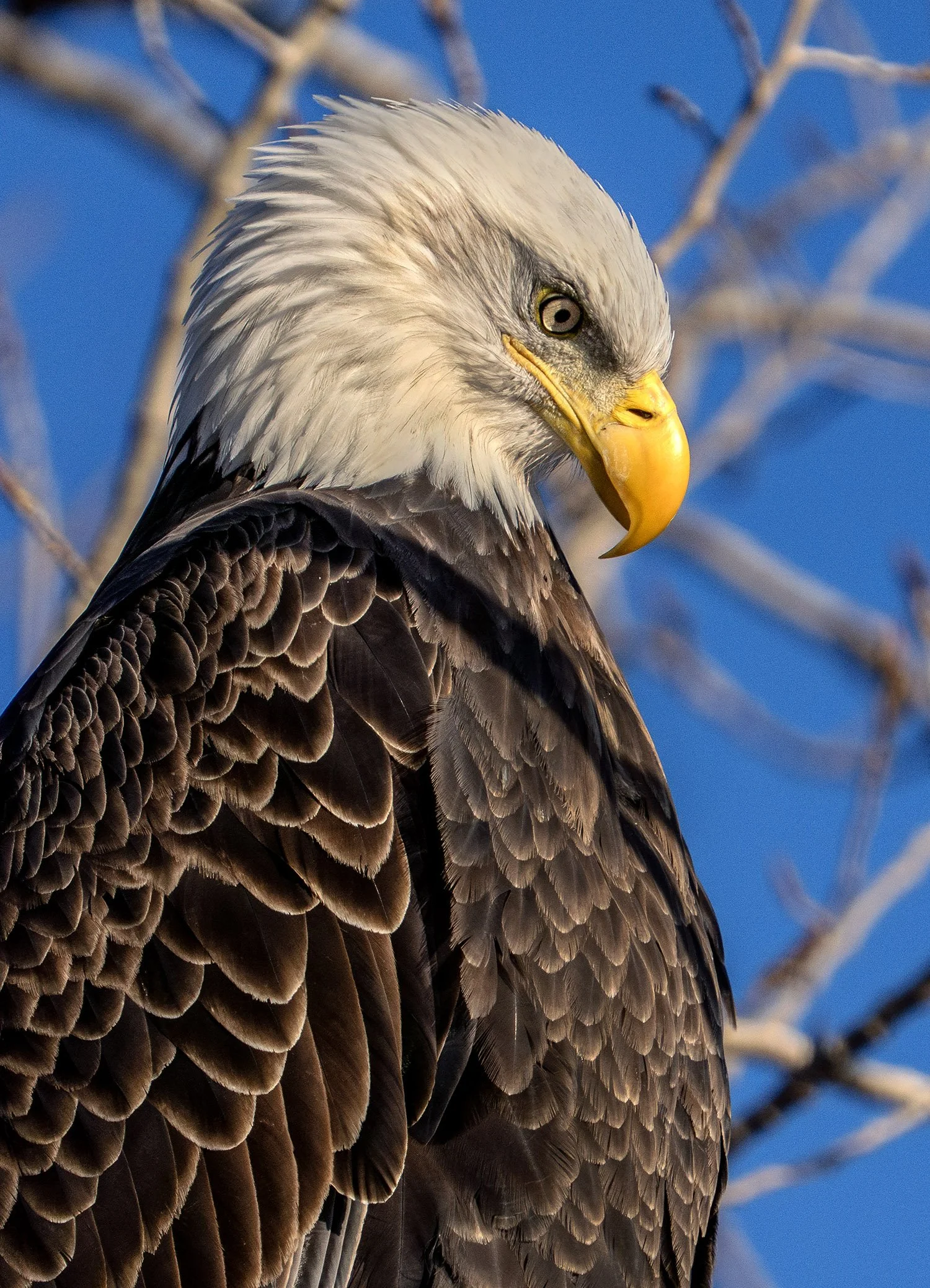 DSC03669 web bnnbb bb-Enhanced-NR.jpg