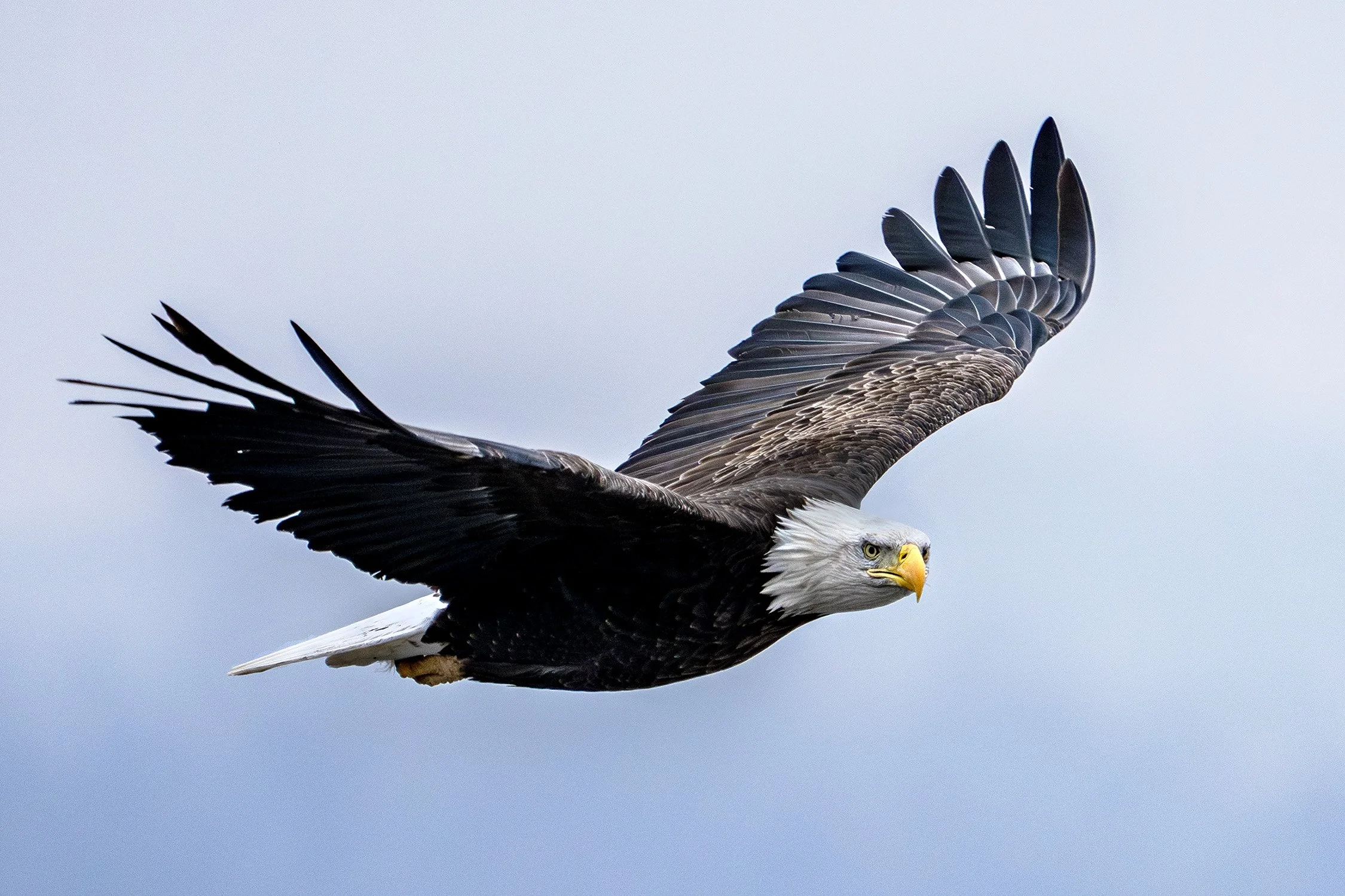 DSC02532 web bb-Enhanced-NR.jpg