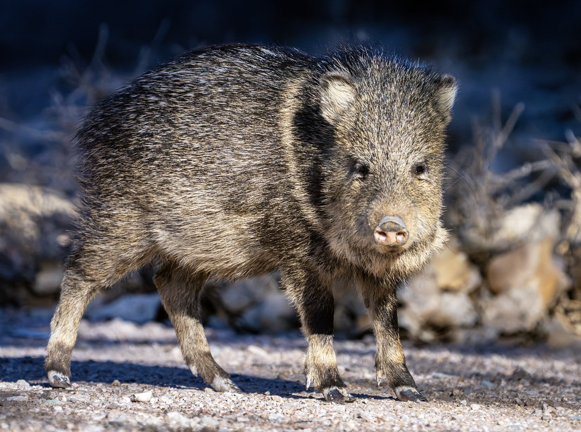 DSC04930 web mm-Enhanced-NR.jpg