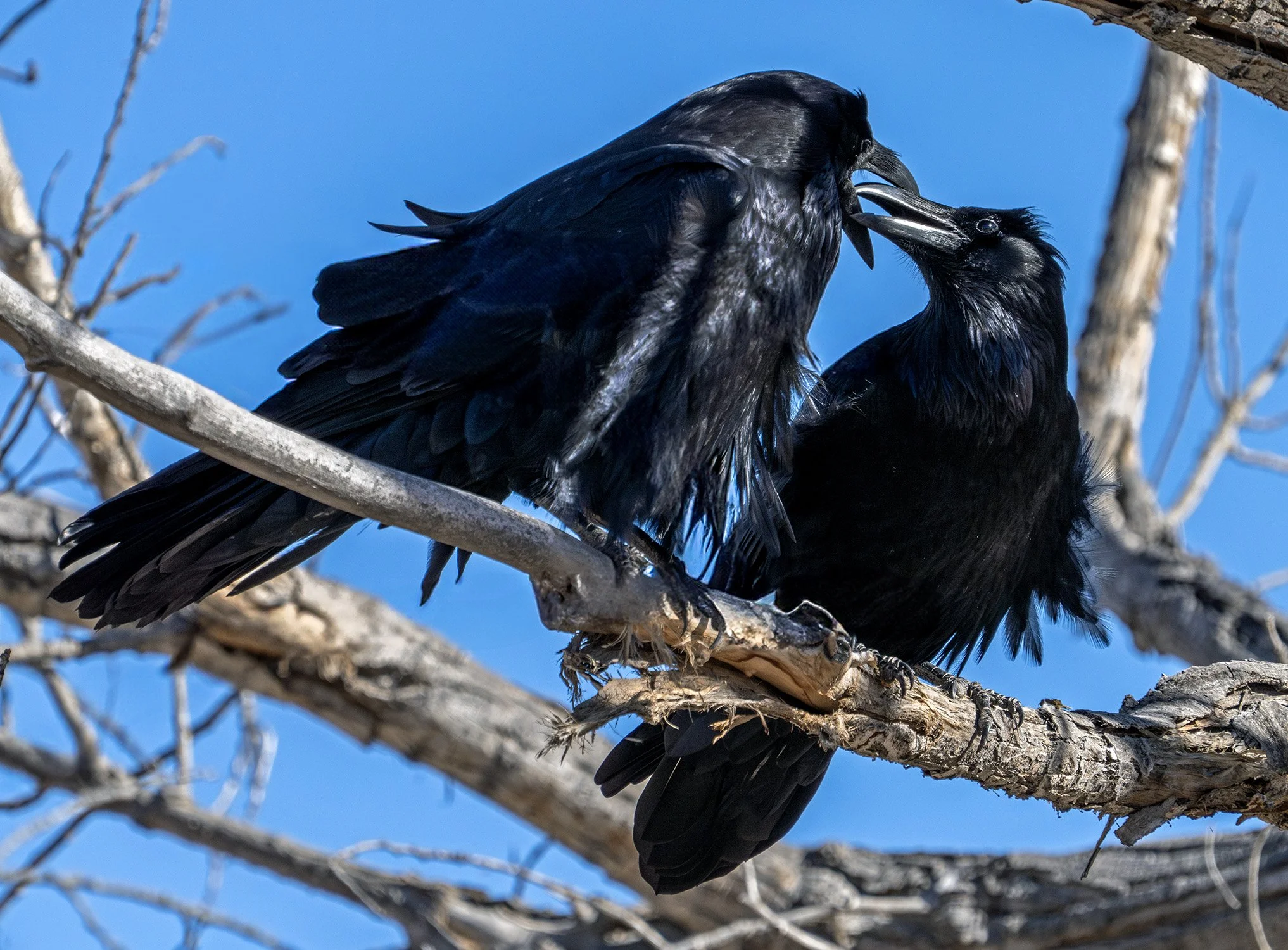 DSC07361 web bb-Enhanced-NR.jpg