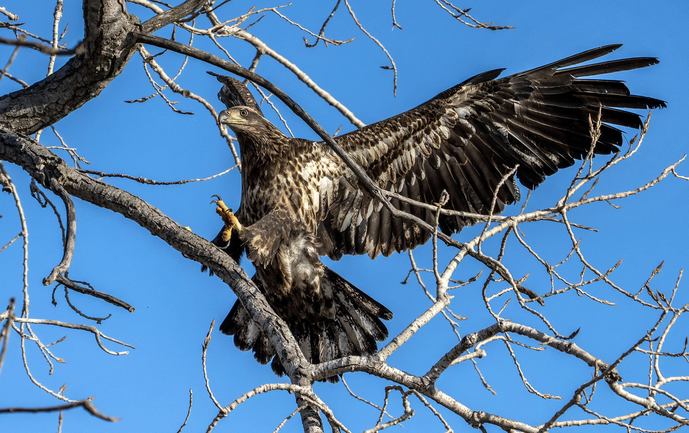 DSC03778 web bb-Enhanced-NR.jpg